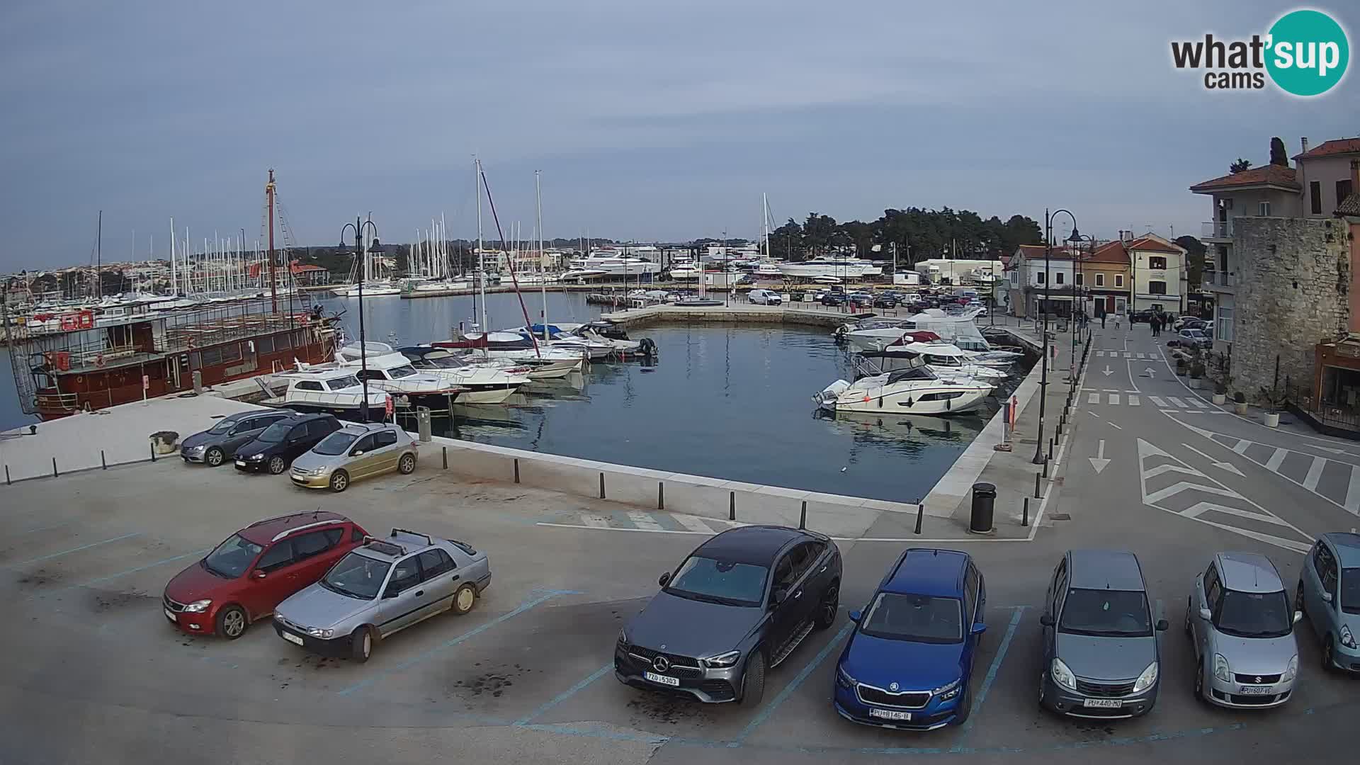 Novigrad | Porporela marina