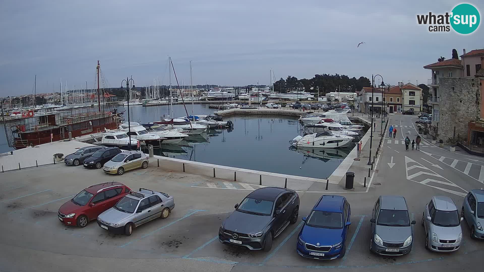 Novigrad | Porporela marina