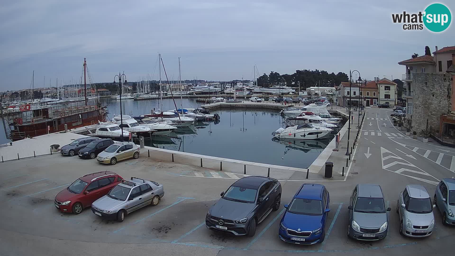 Novigrad | Porporela marina