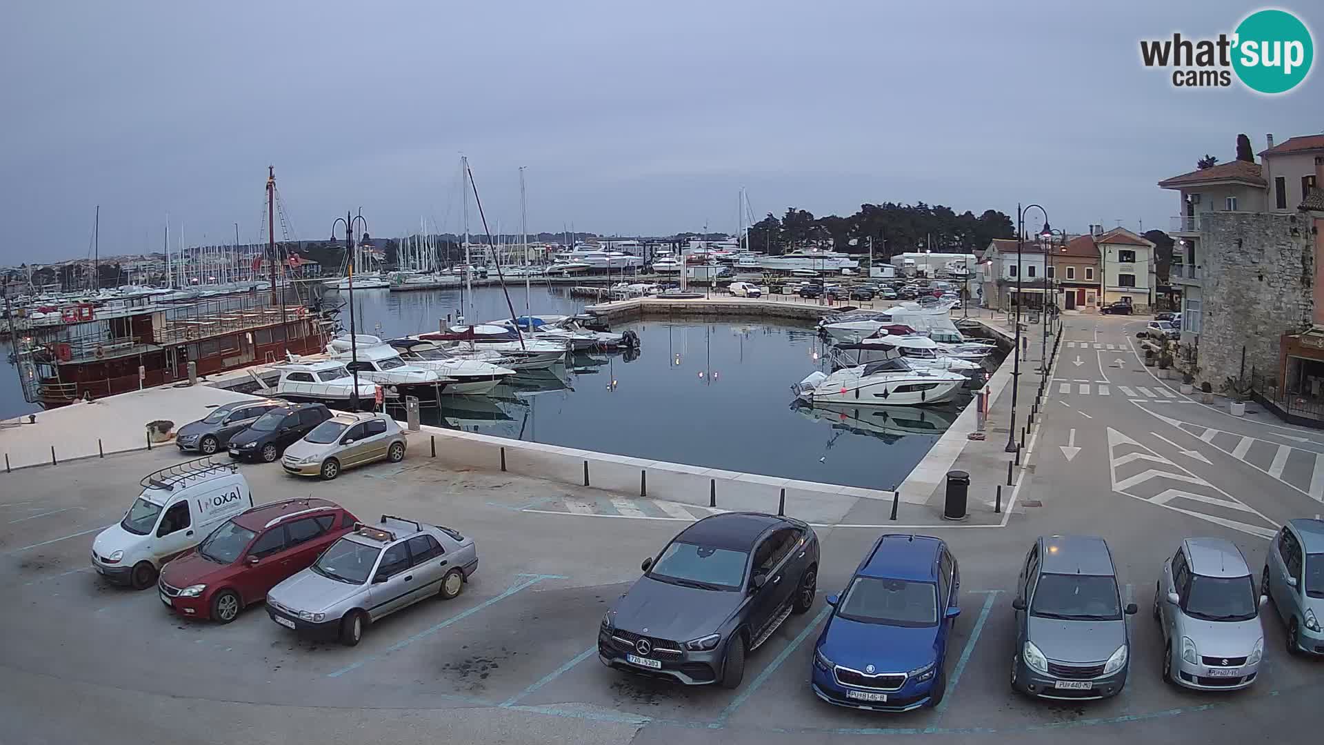 Novigrad | Porporela marina