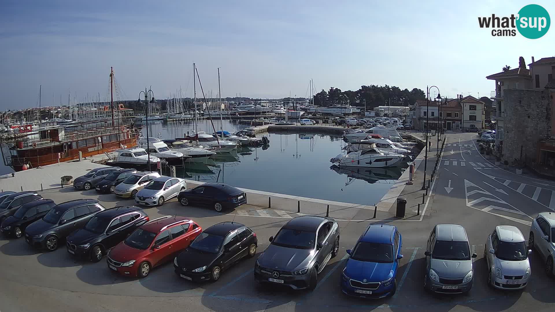 Novigrad | Porporela marina