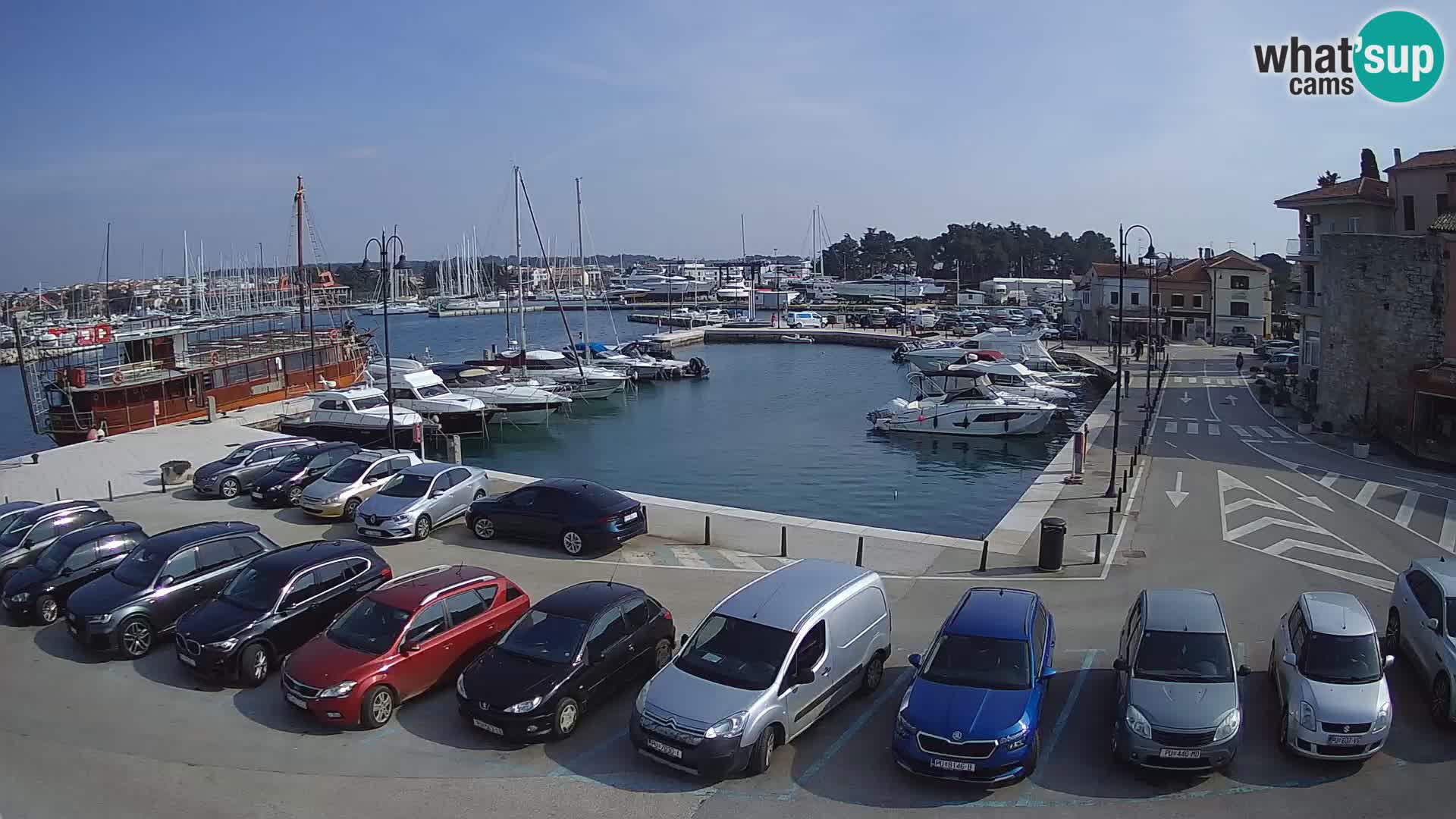 Novigrad | Porporela marina