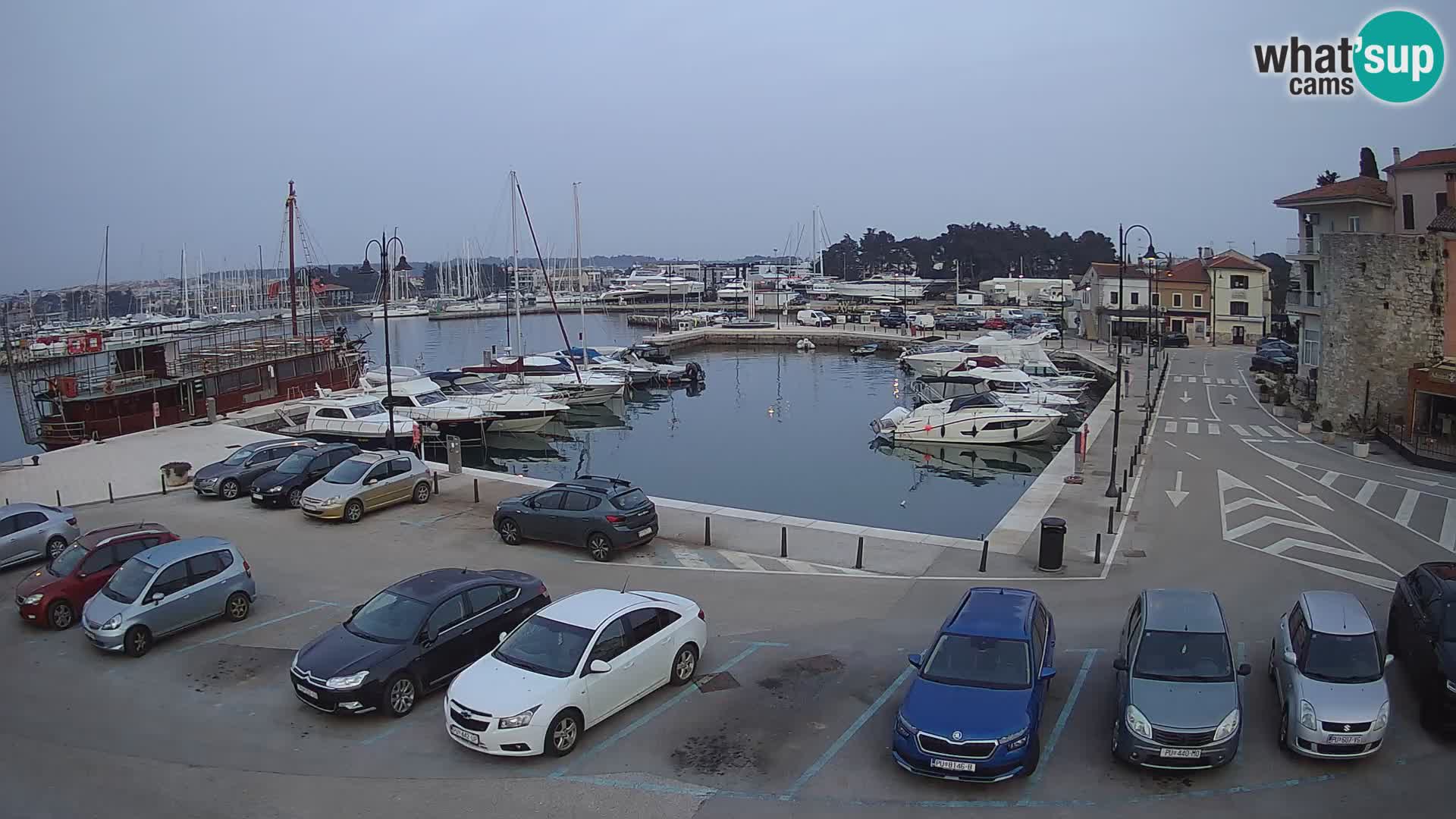 Novigrad | Porporela marina