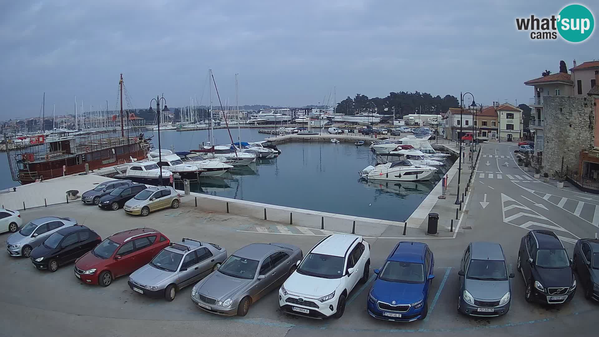 Novigrad | Porporela marina