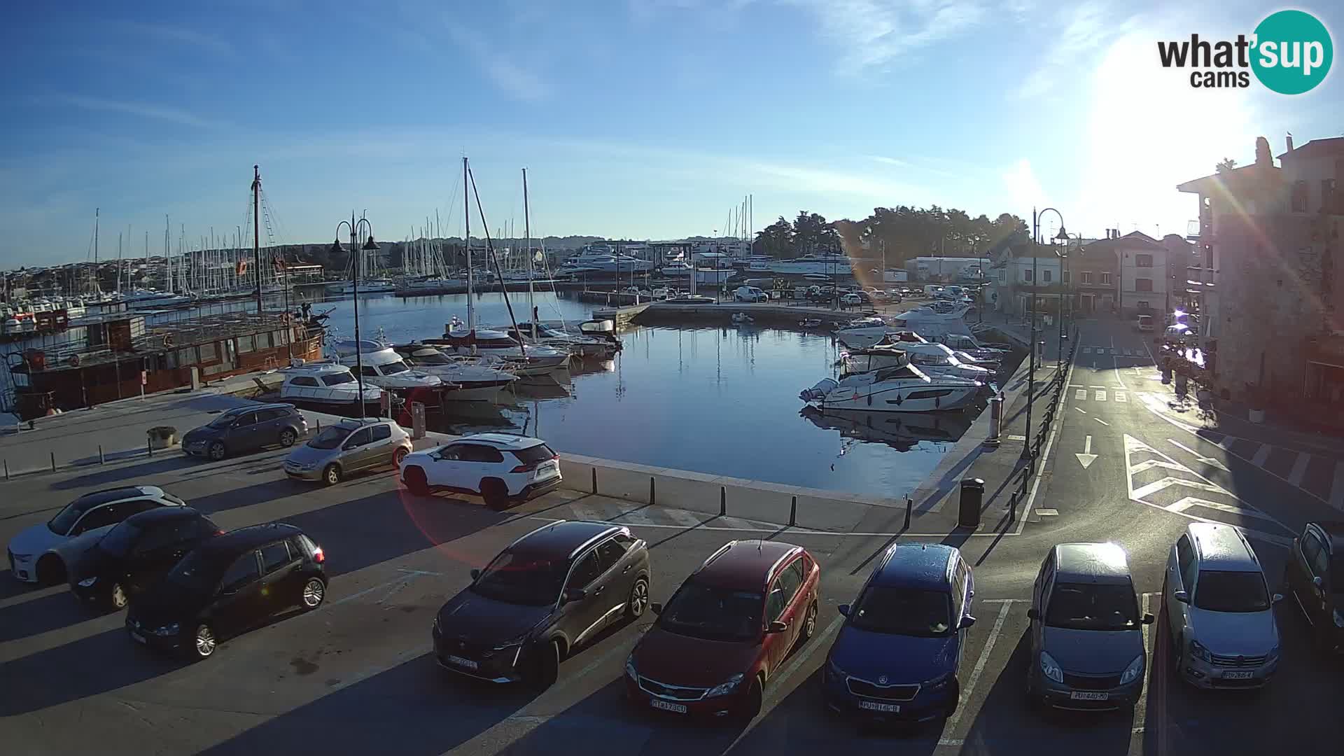 Novigrad | Porporela marina