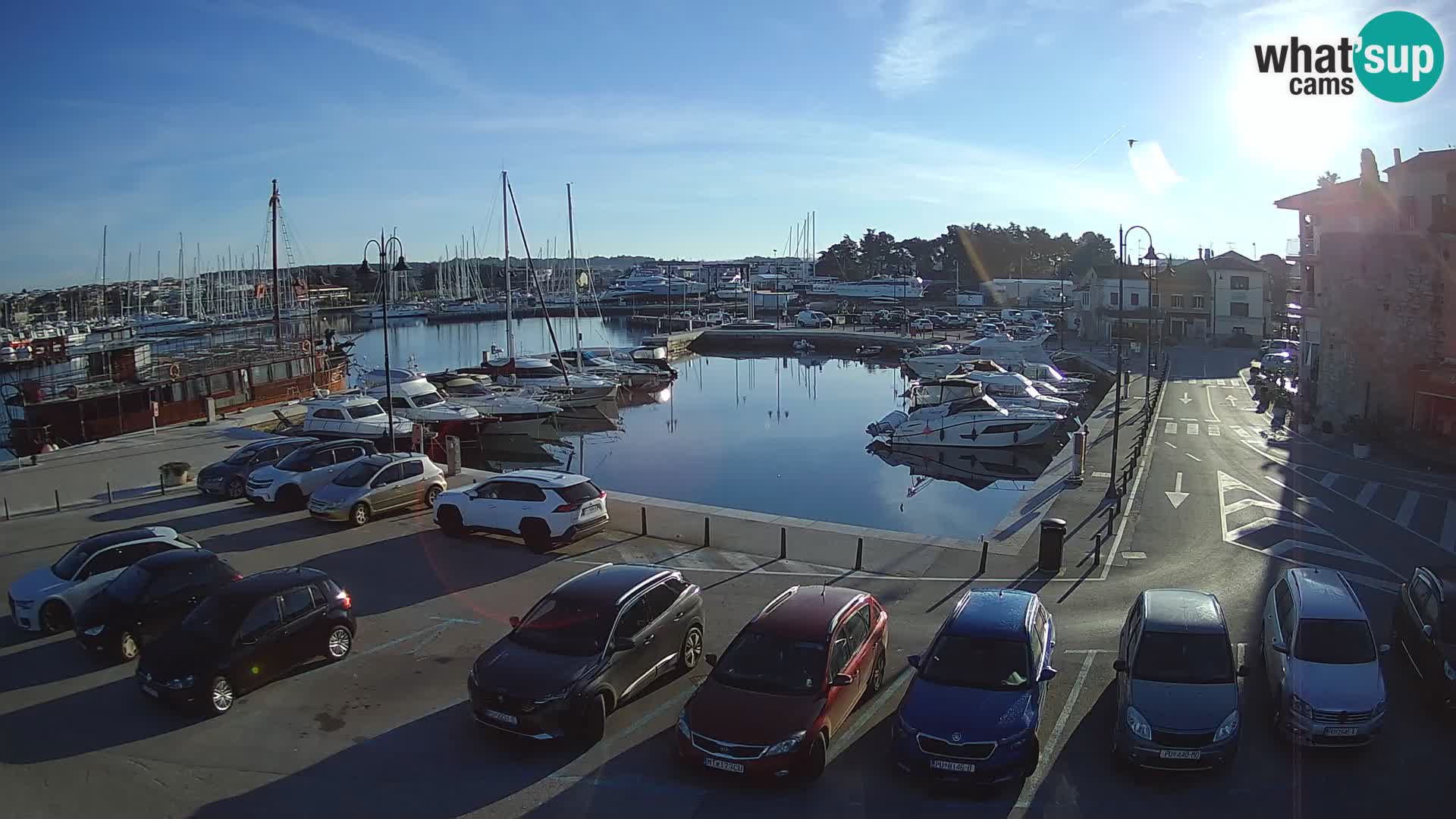 Novigrad | Porporela marina