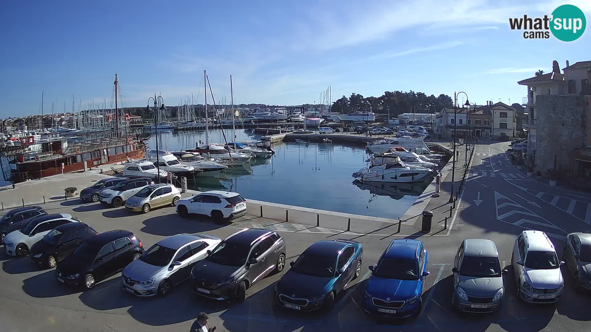 Novigrad | Porporela marina
