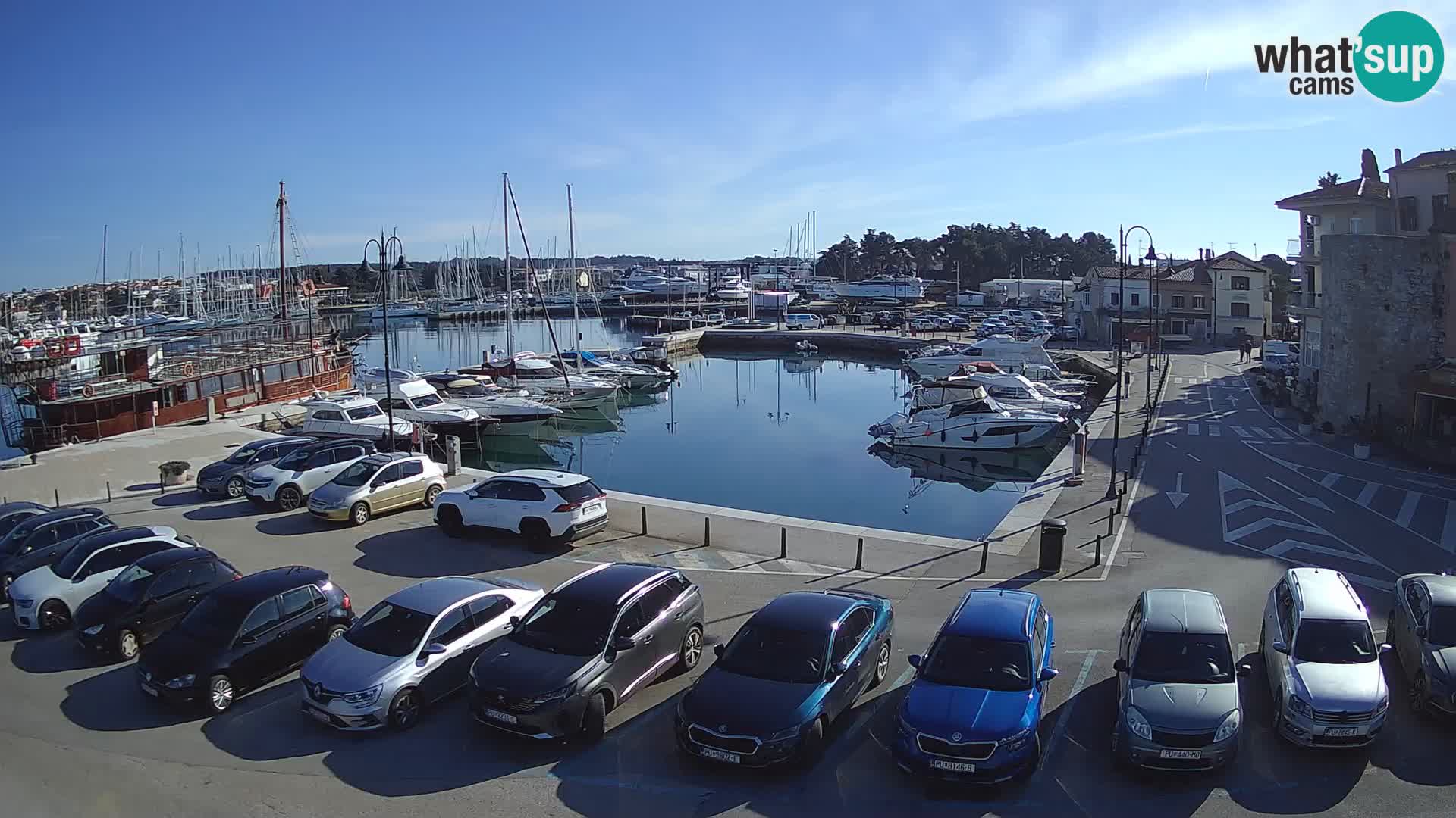 Novigrad | Porporela marina