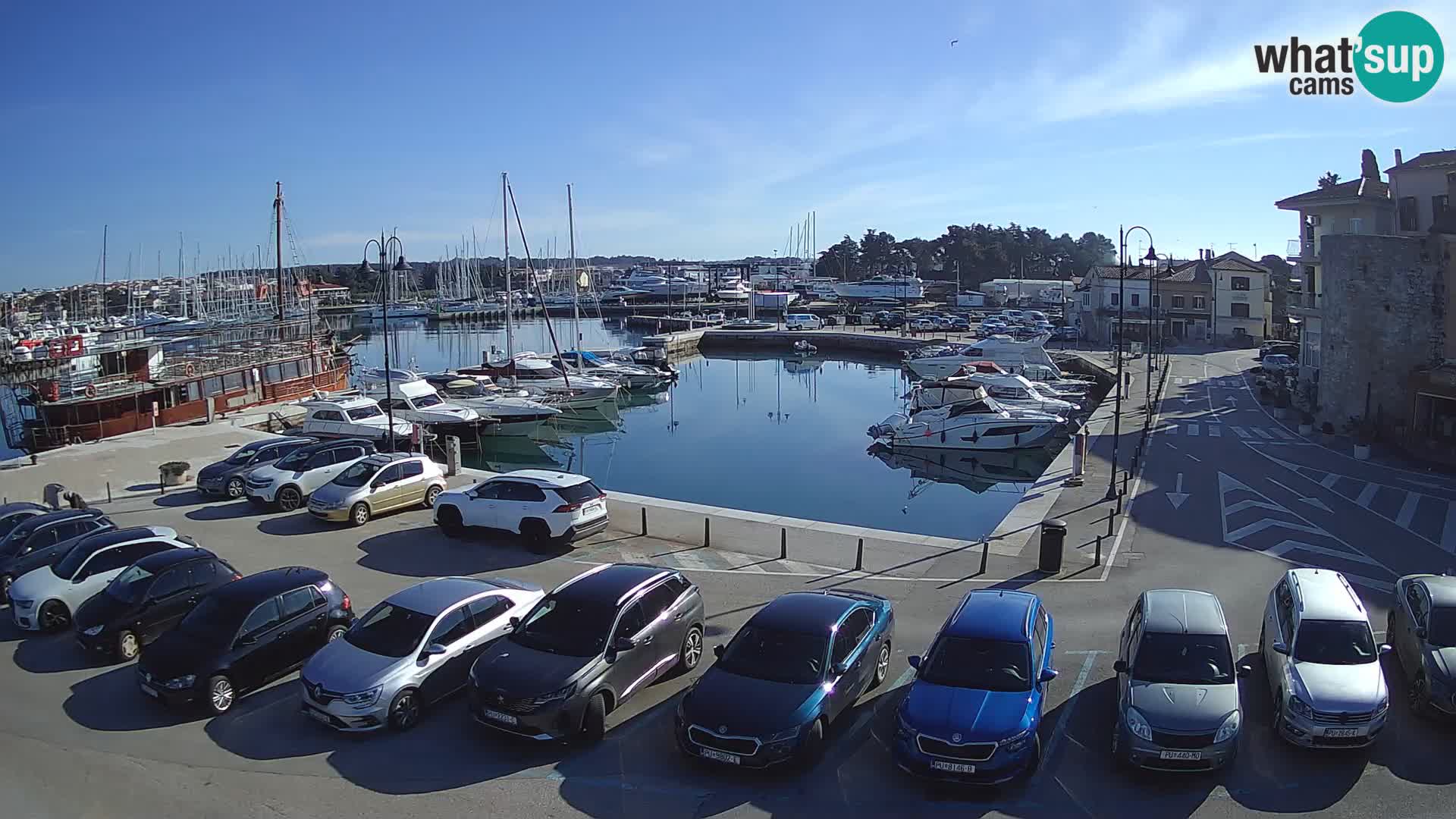 Novigrad | Porporela marina