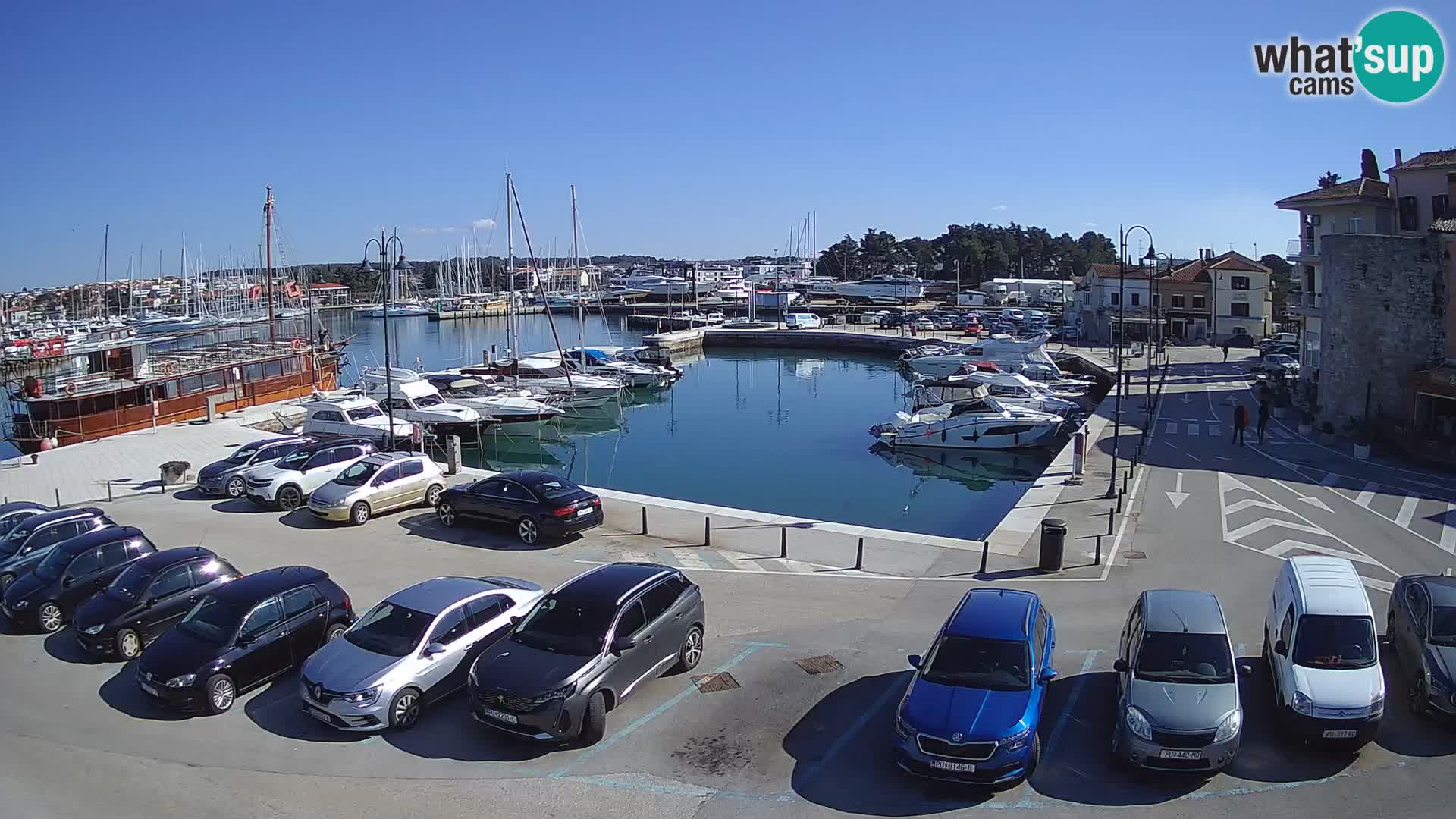 Novigrad | Porporela marina