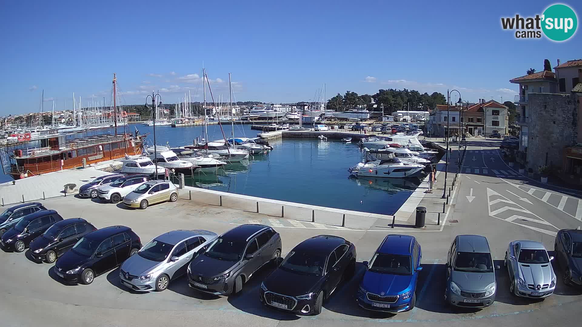 Novigrad | Porporela marina