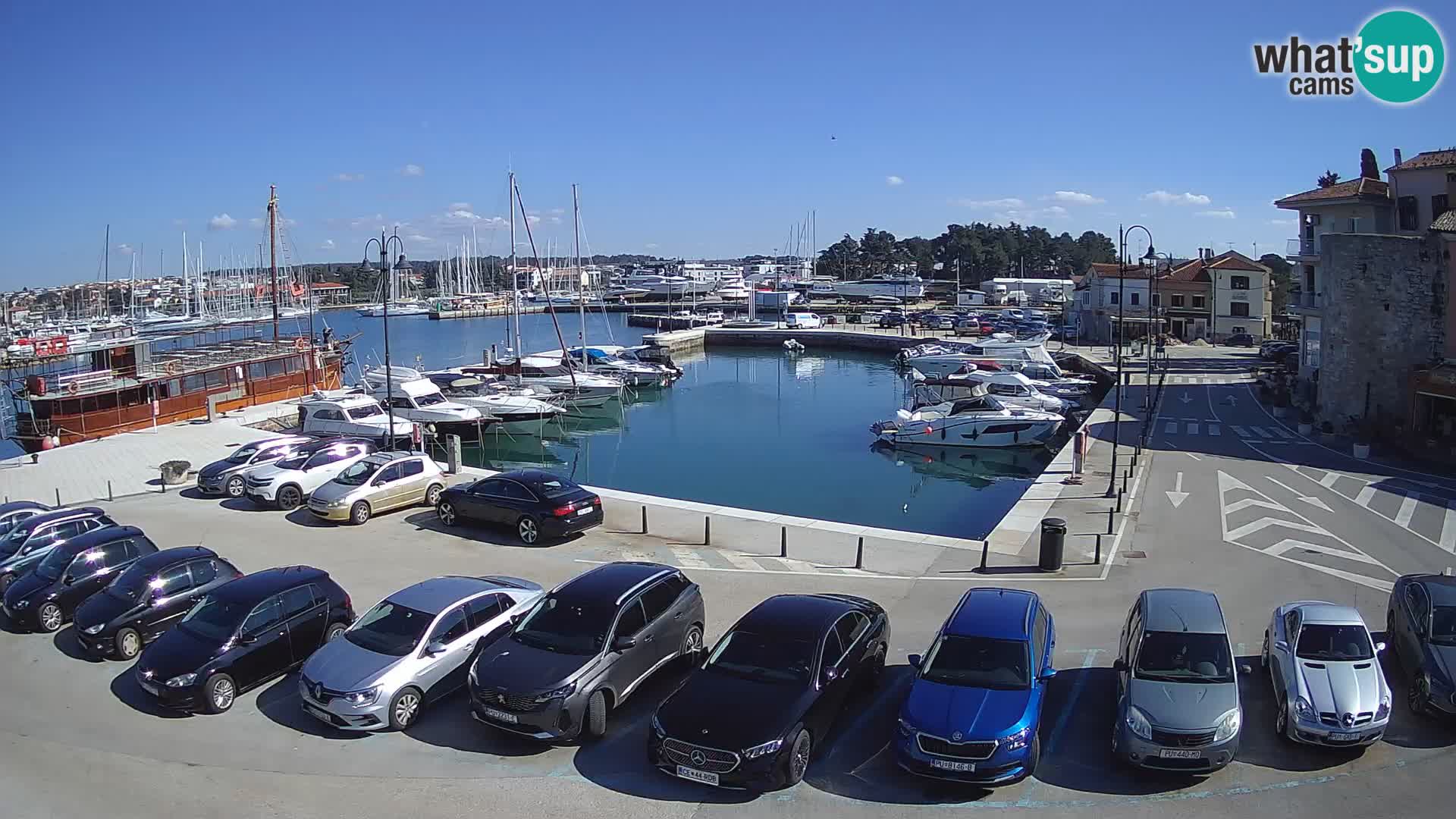 Novigrad | Porporela marina