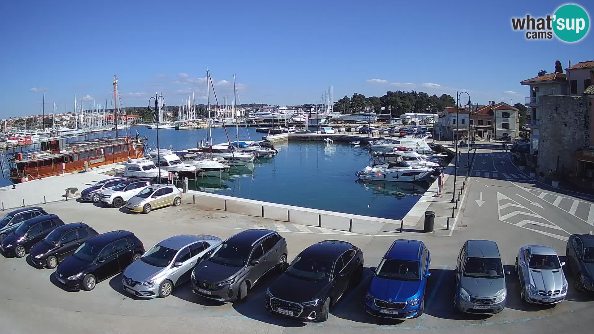 Novigrad | Porporela marina