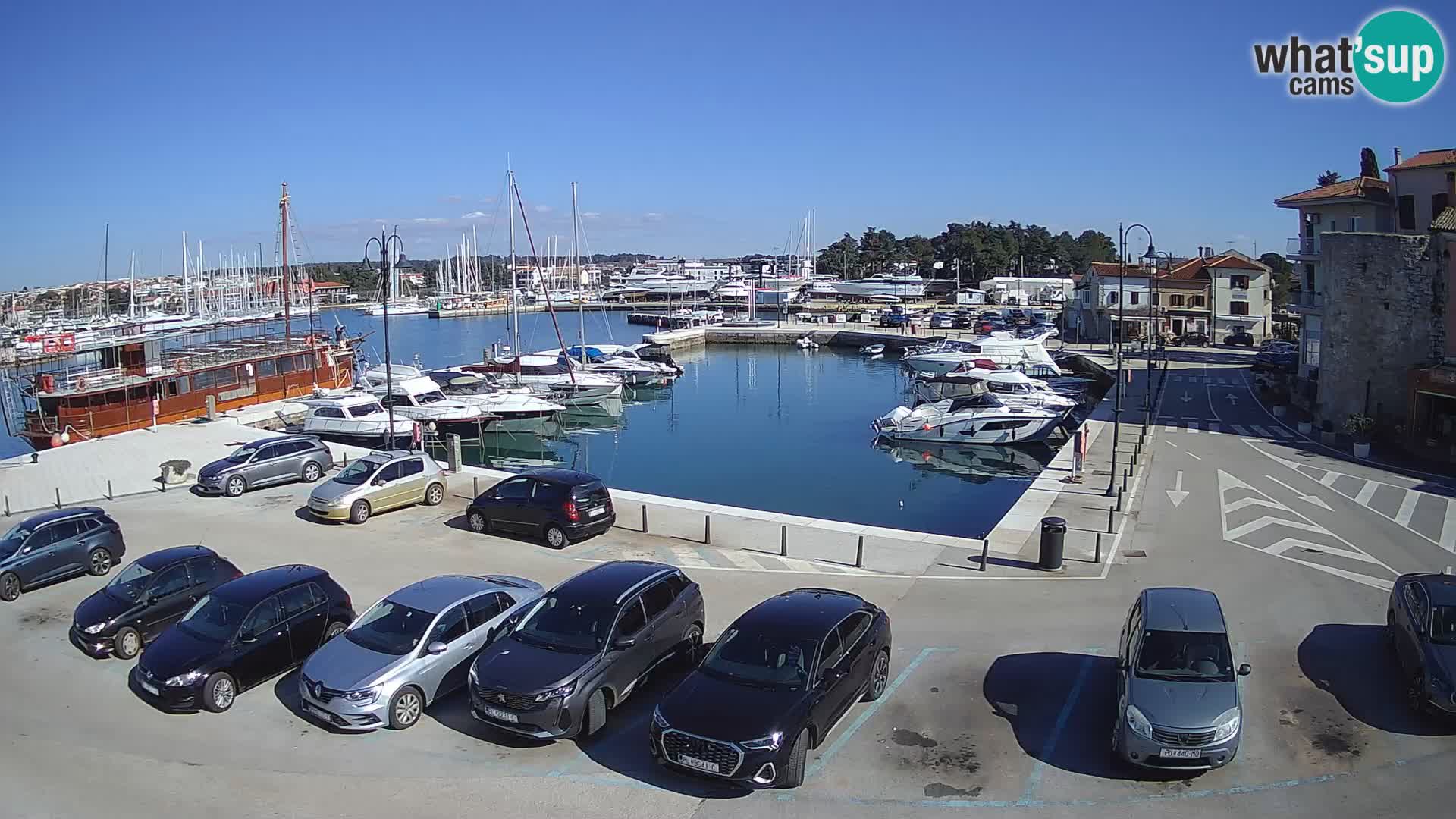 Novigrad | Porporela marina