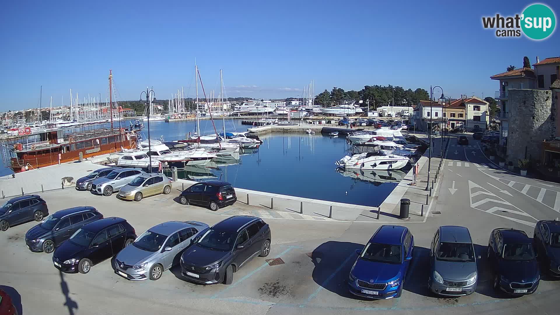 Novigrad | Porporela marina