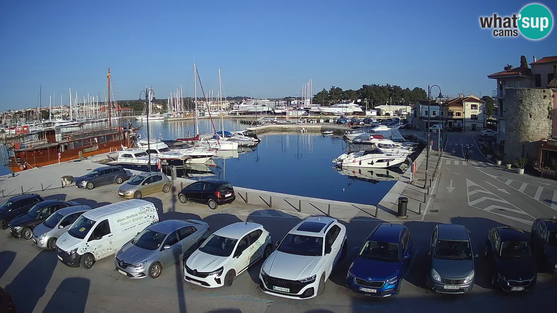 Novigrad | Porporela marina