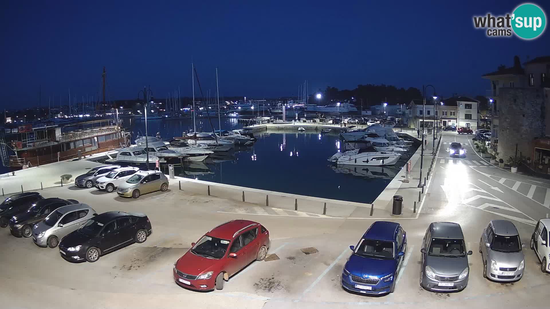 Novigrad | Porporela marina