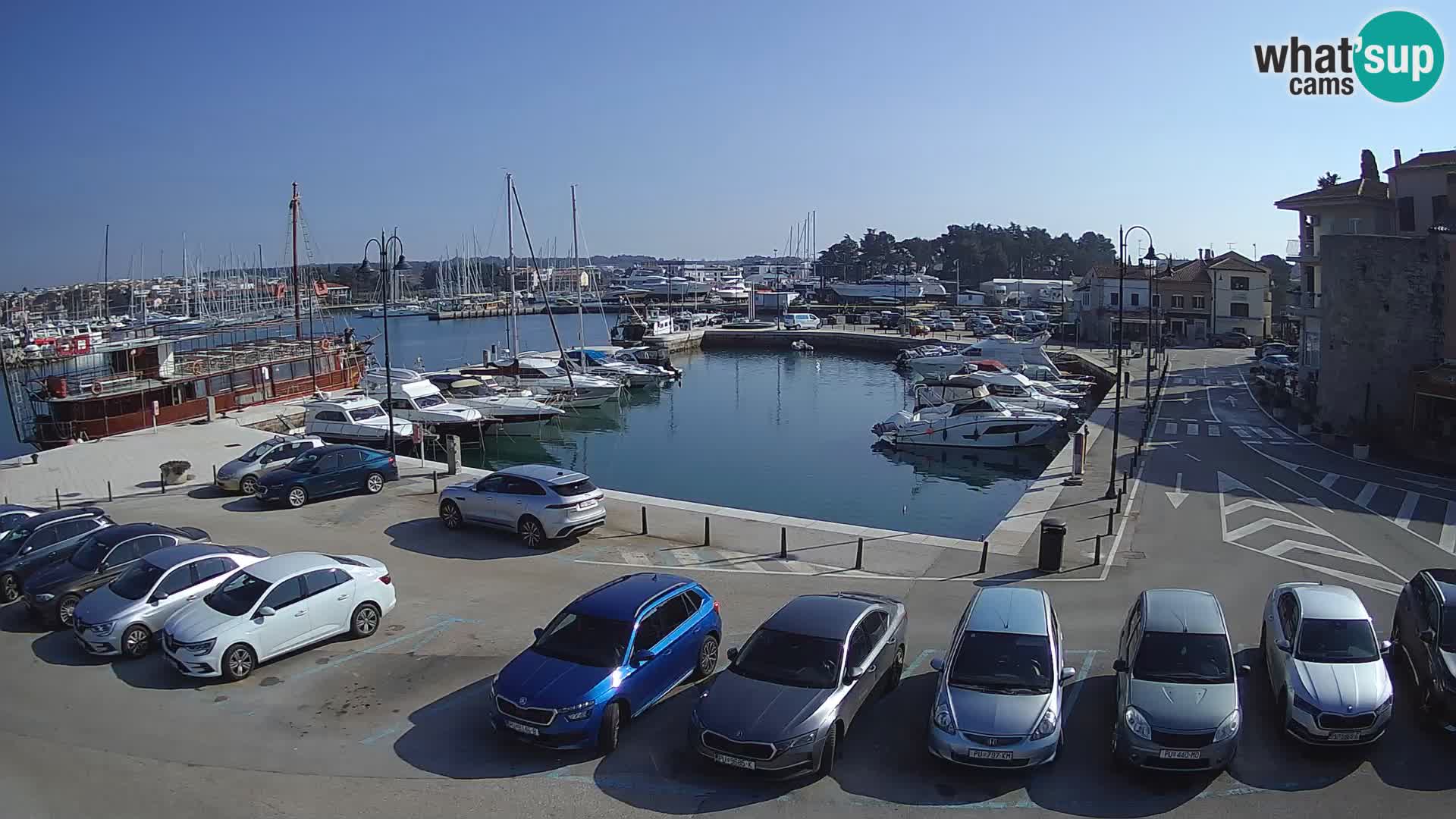 Novigrad | Porporela marina