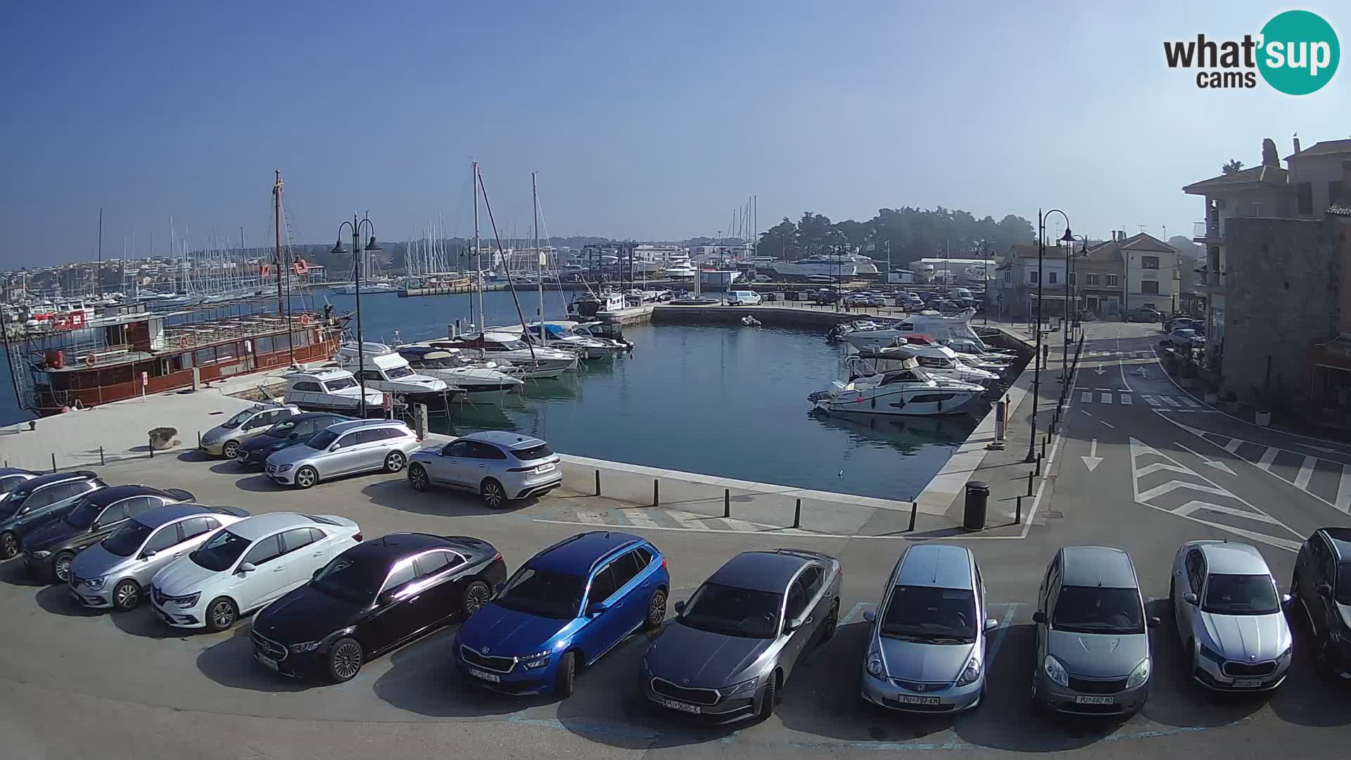 Novigrad | Porporela marina