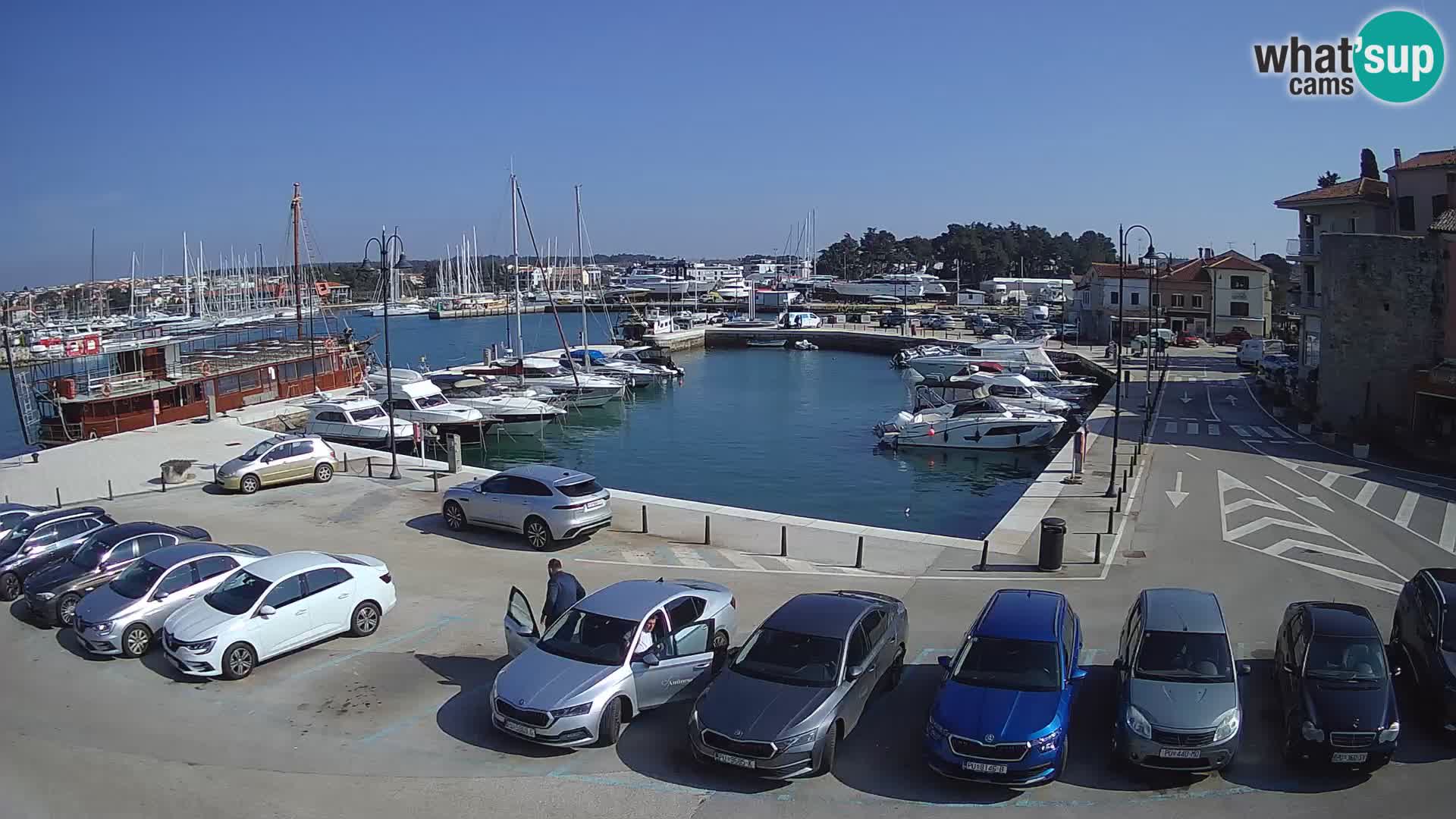 Novigrad | Porporela marina