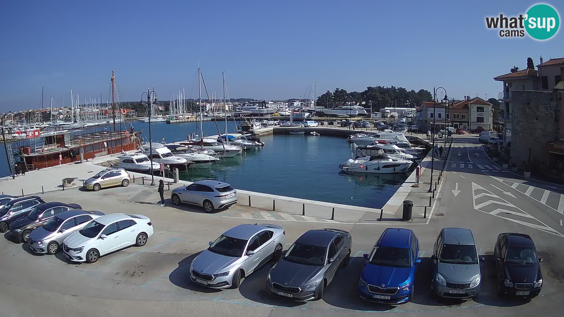 Novigrad | Porporela marina