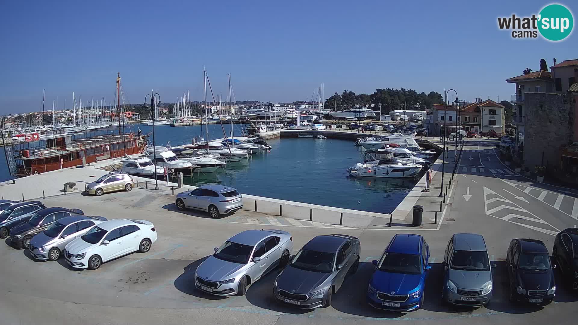 Novigrad | Porporela marina