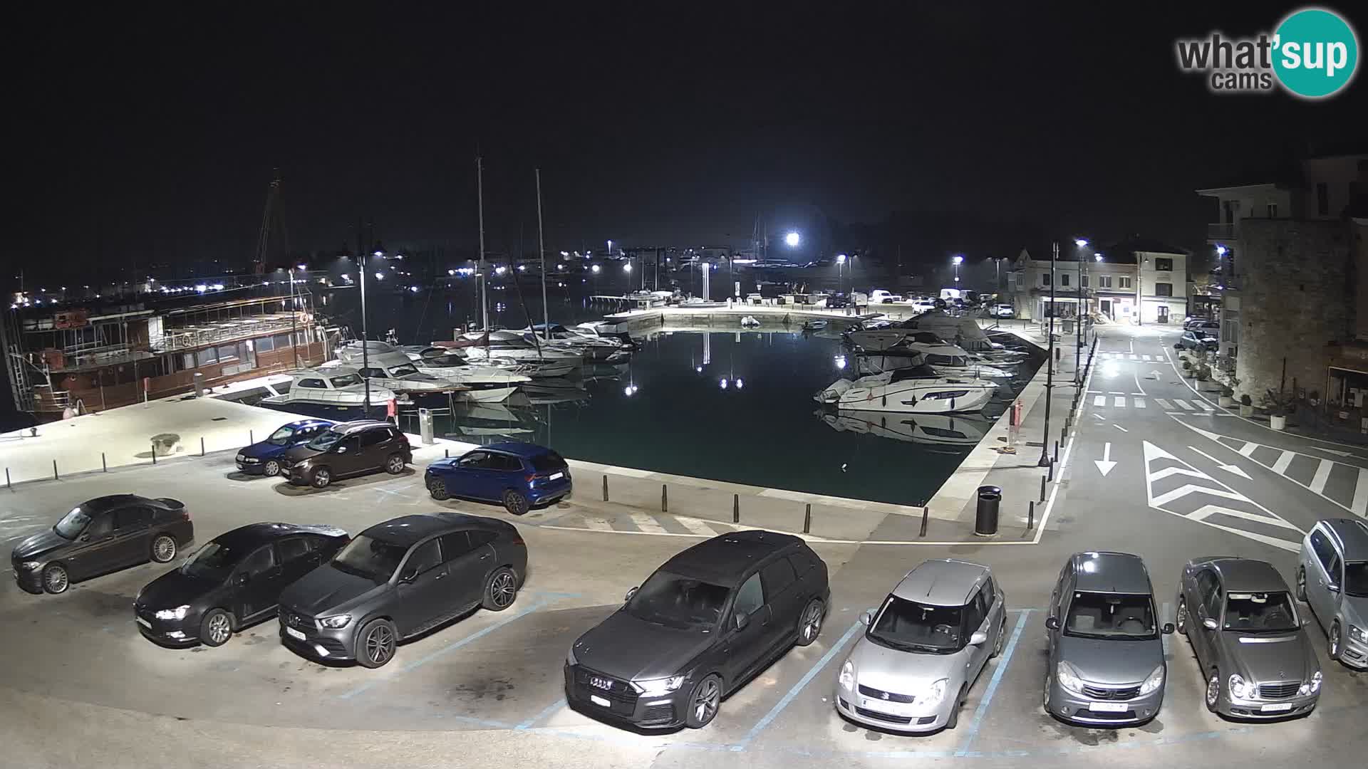 Novigrad | Porporela marina
