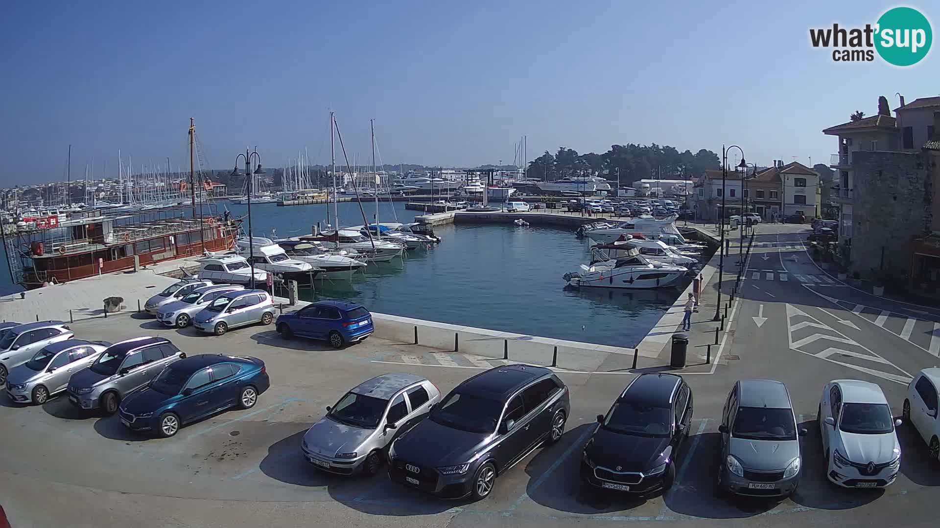 Novigrad | Porporela marina