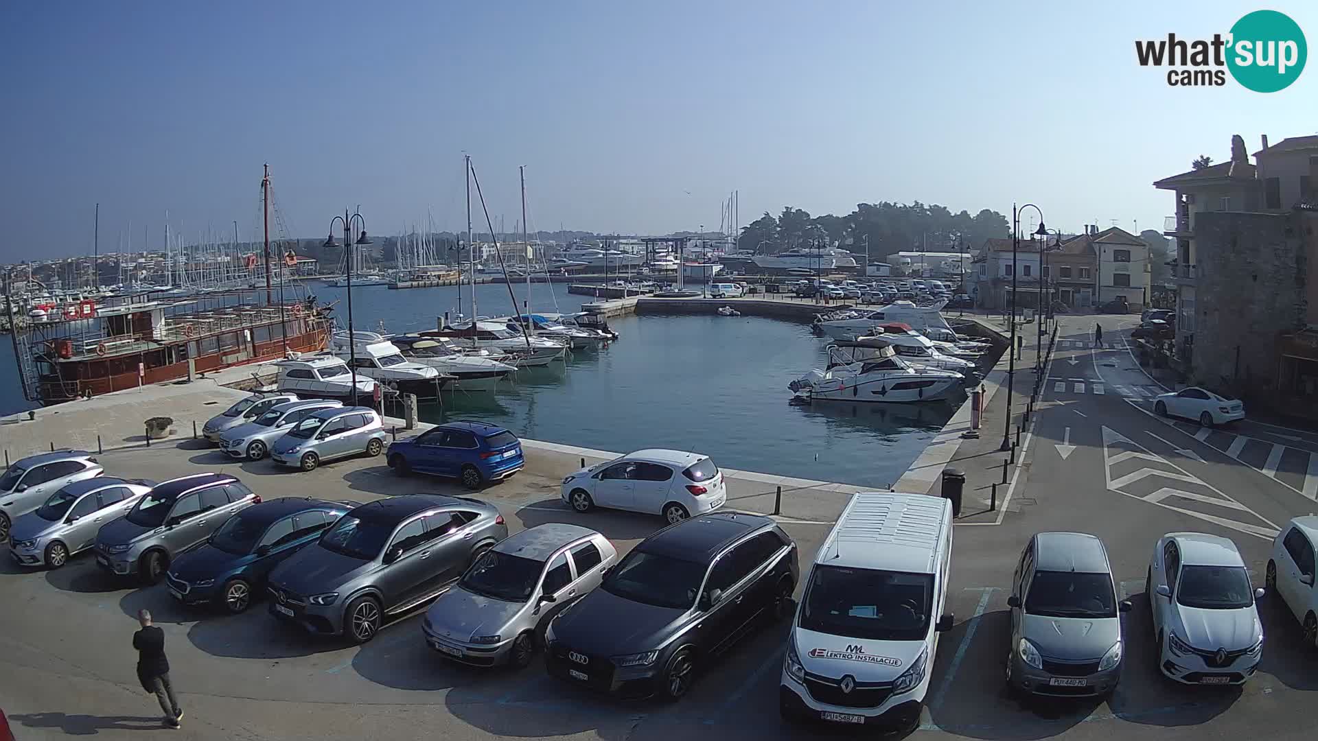 Novigrad | Porporela marina