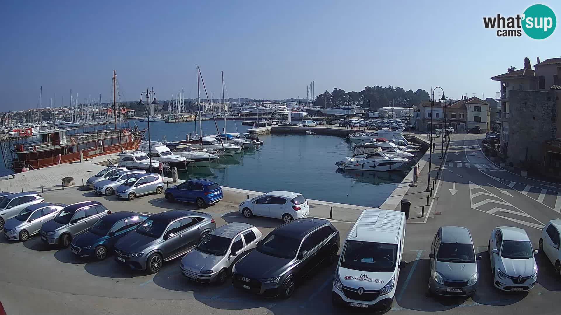 Novigrad | Porporela marina