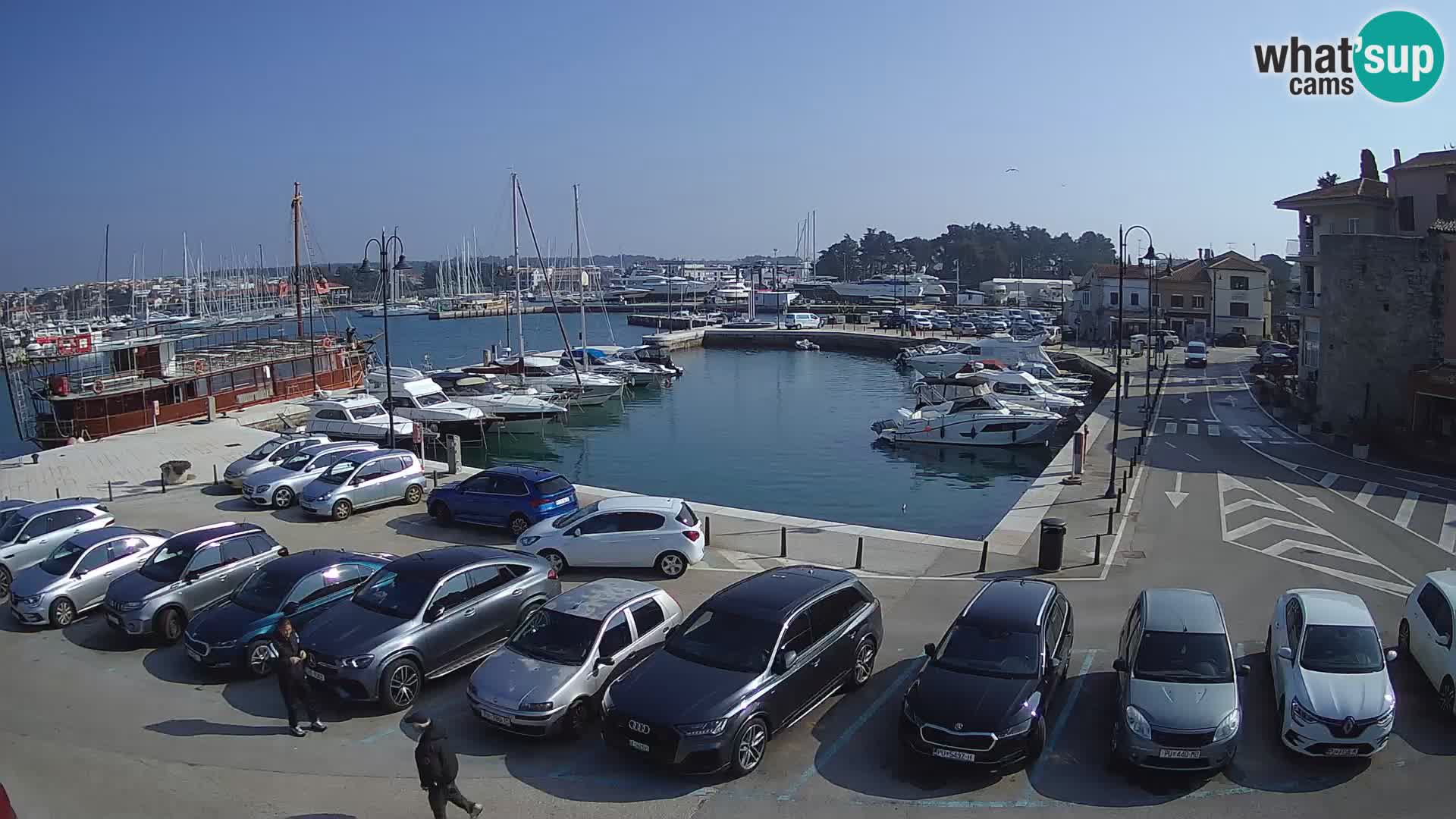 Novigrad | Porporela marina