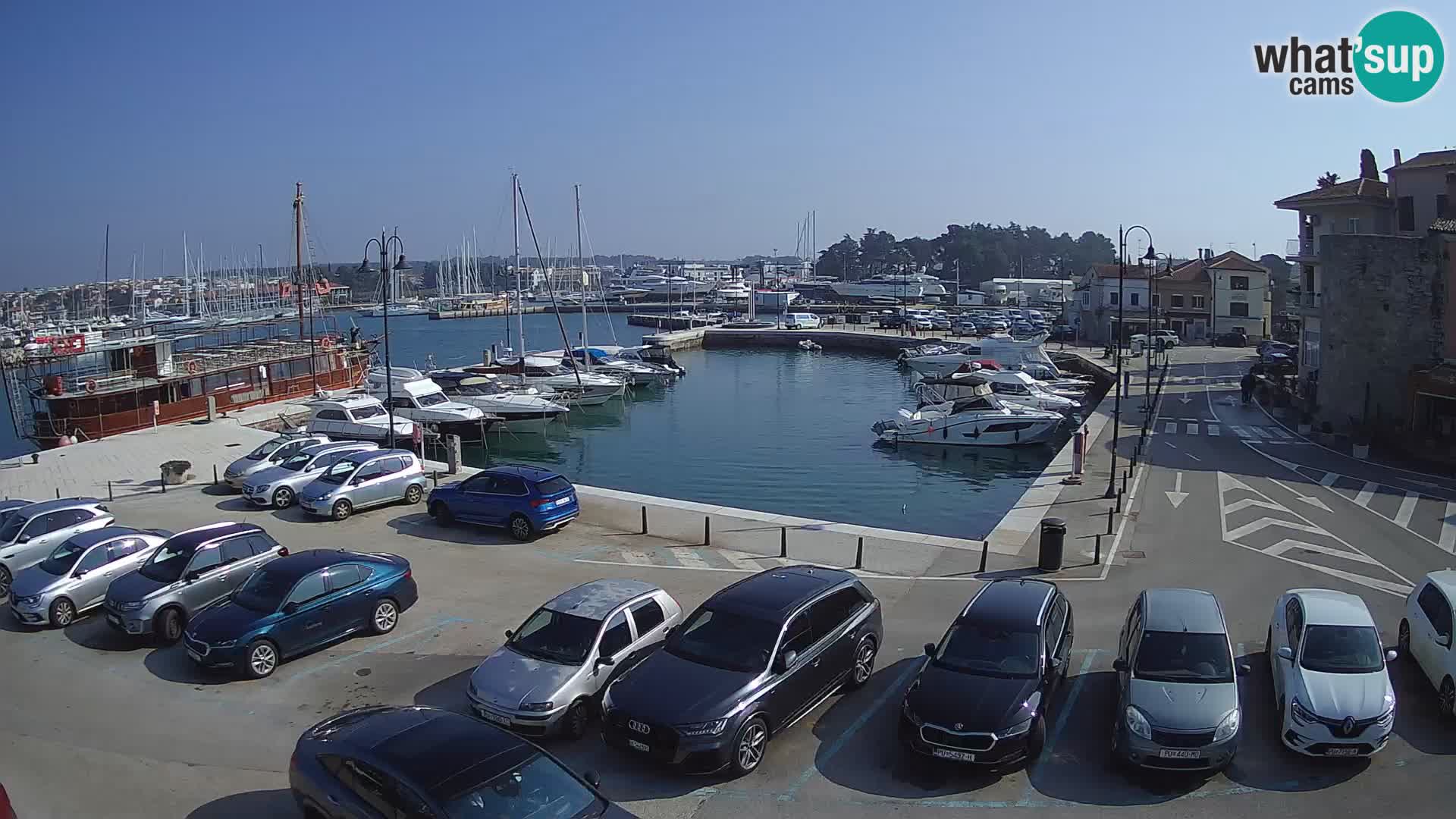 Novigrad | Porporela marina