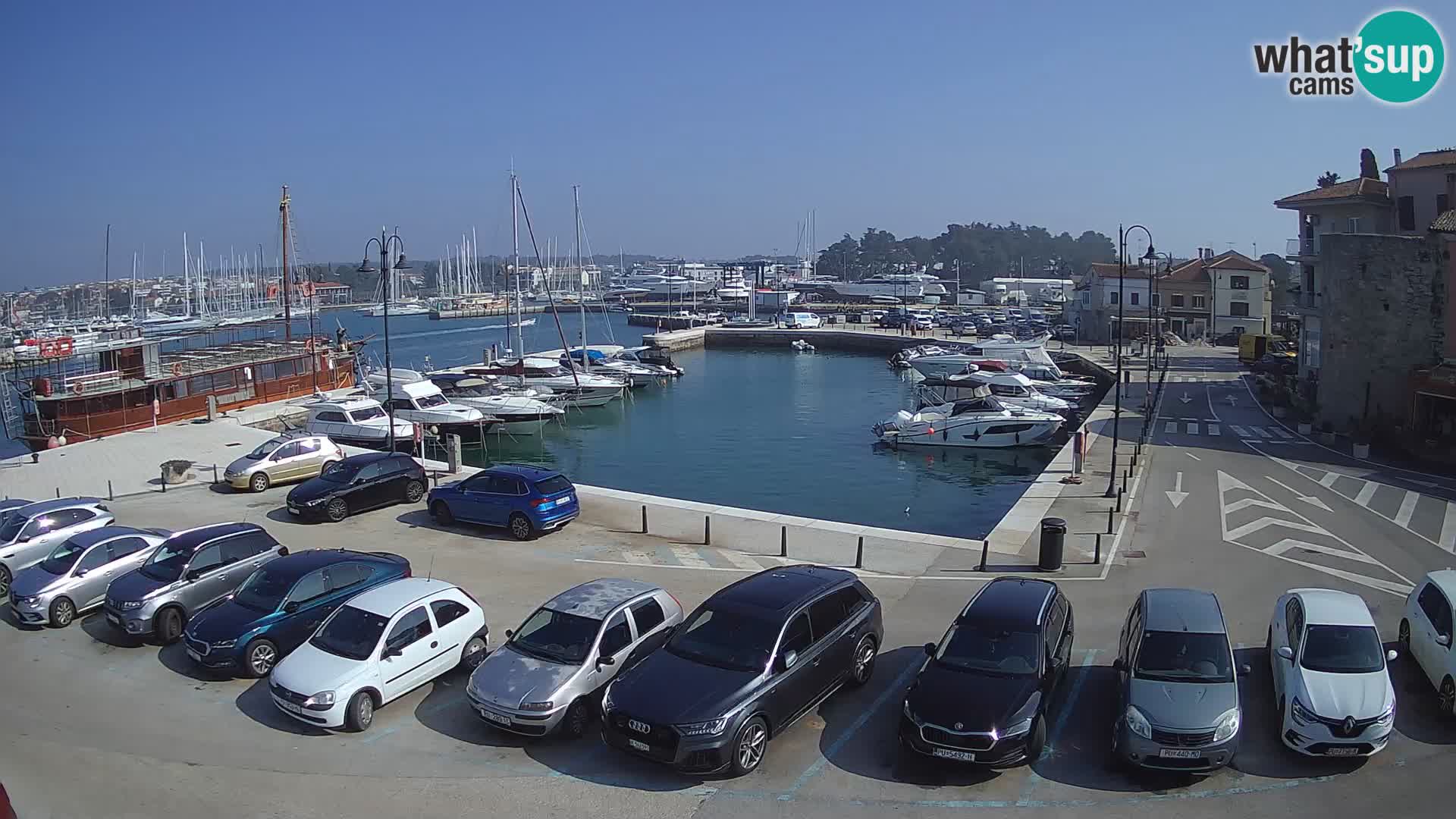 Novigrad | Porporela marina