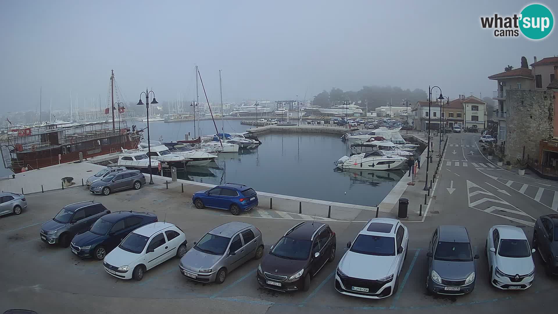 Novigrad | Porporela marina