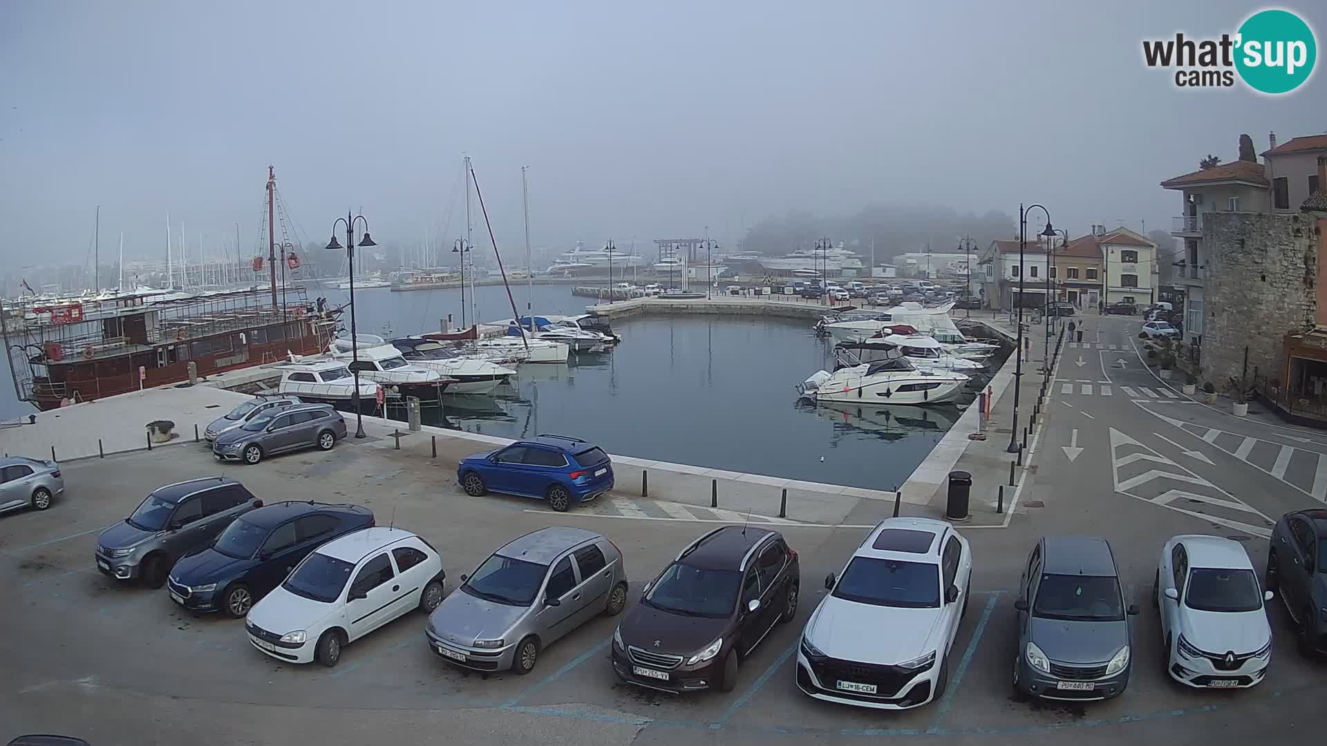 Novigrad | Porporela marina