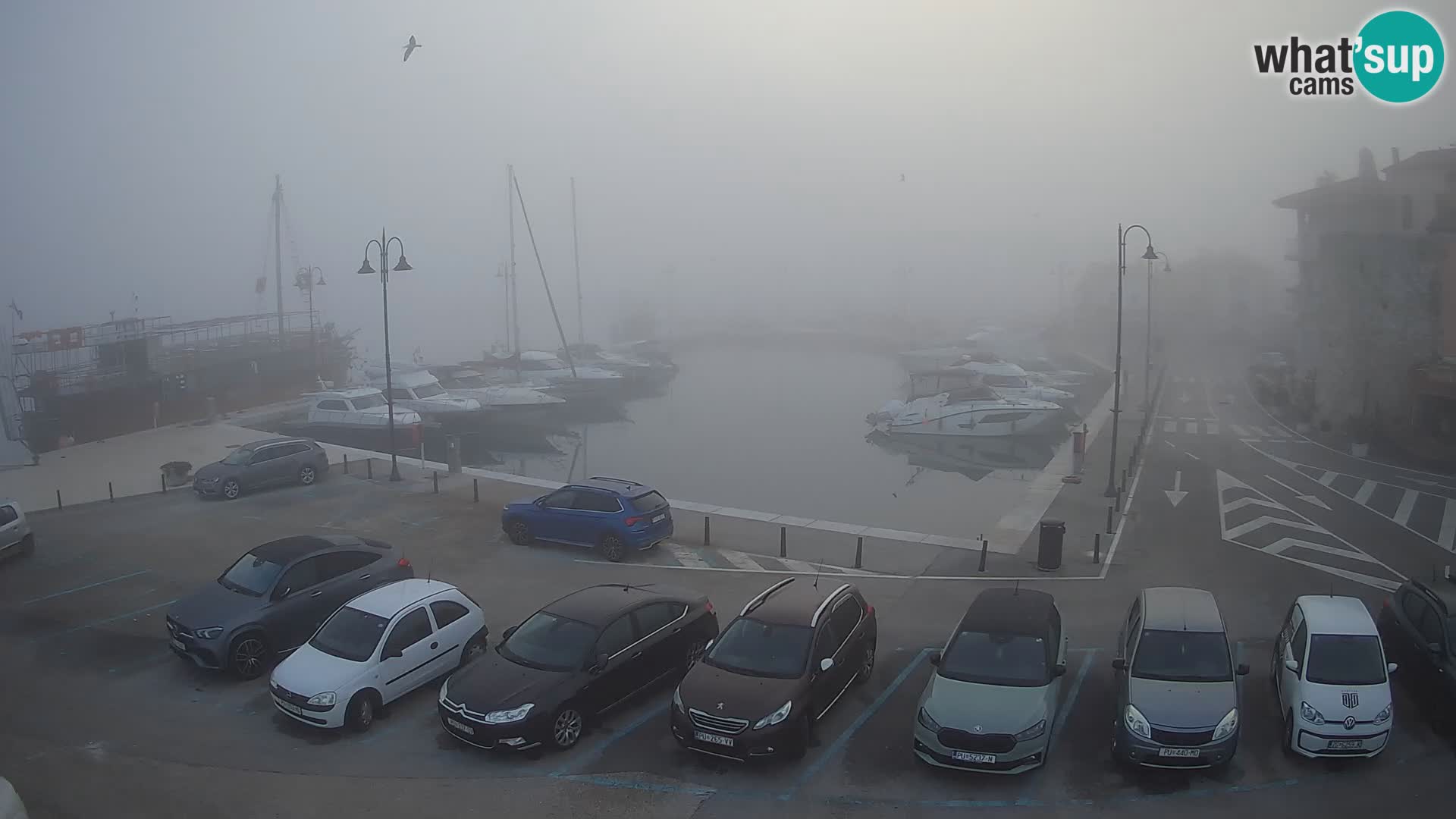 Novigrad | Porporela marina