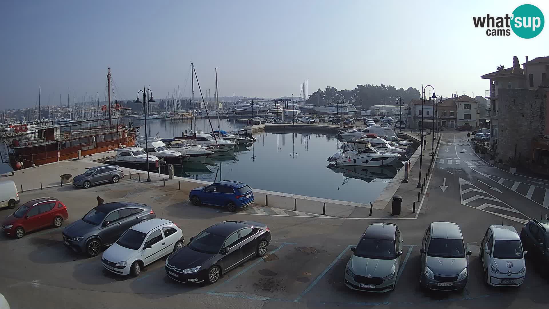 Novigrad | Porporela marina