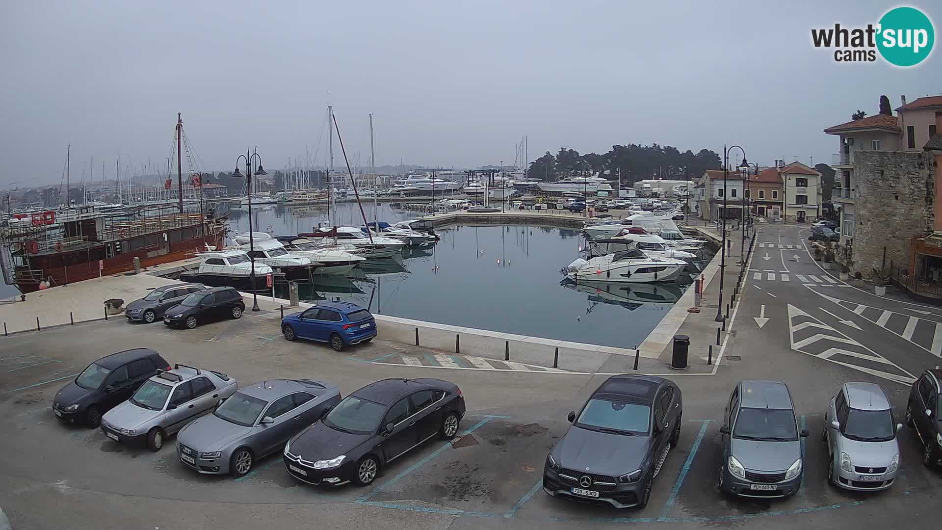 Novigrad | Porporela marina