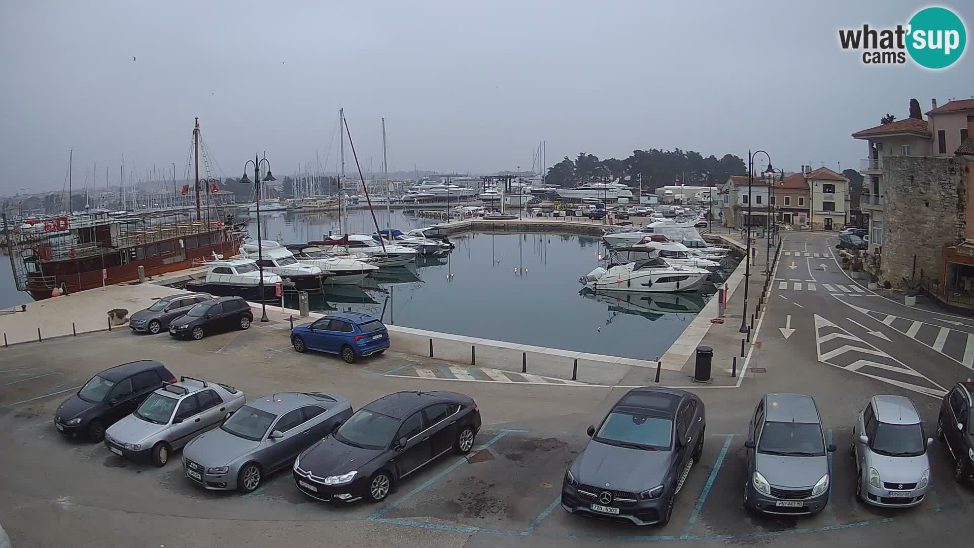 Novigrad | Porporela marina