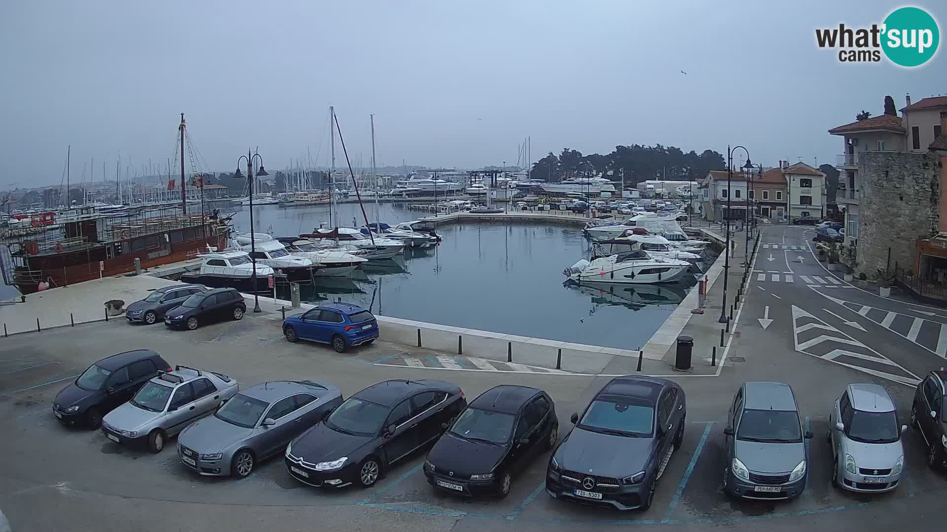 Novigrad | Porporela marina