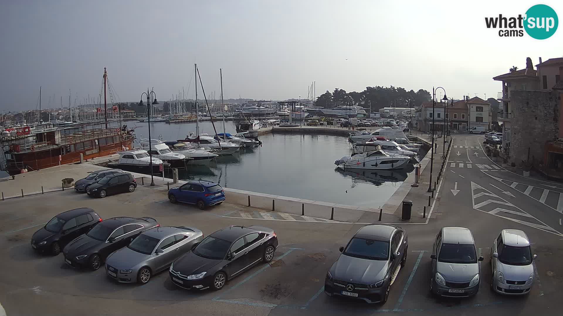 Novigrad | Porporela marina