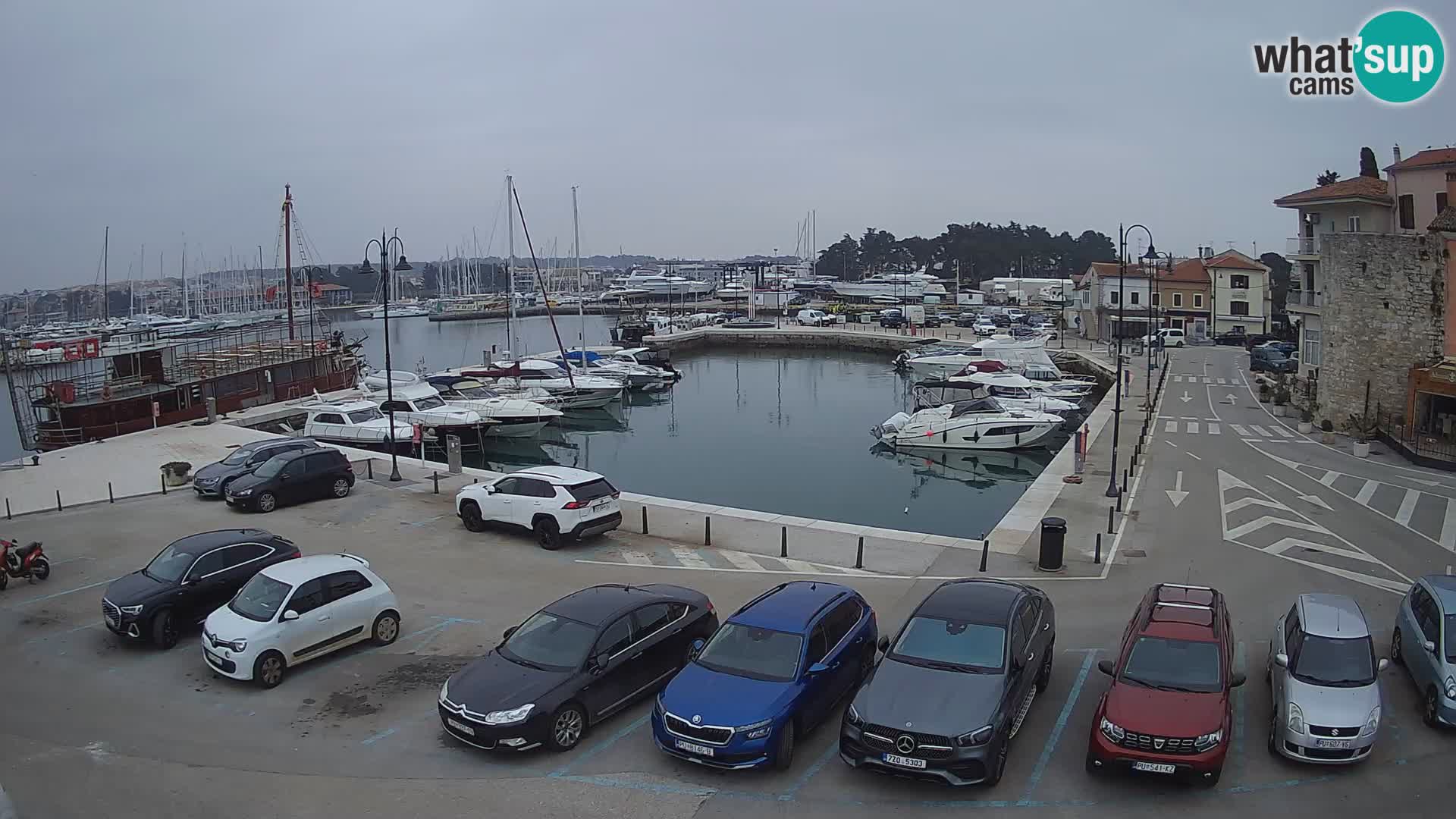 Novigrad | Porporela marina