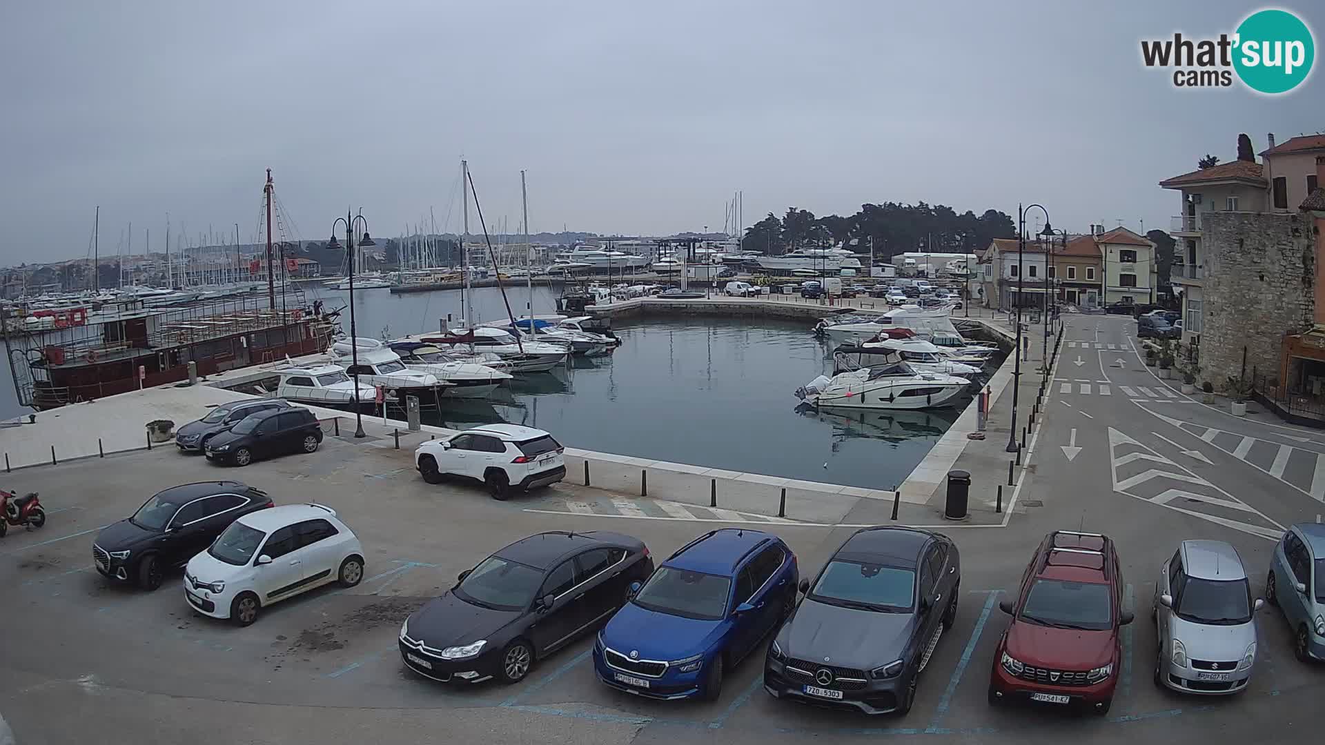 Novigrad | Porporela marina