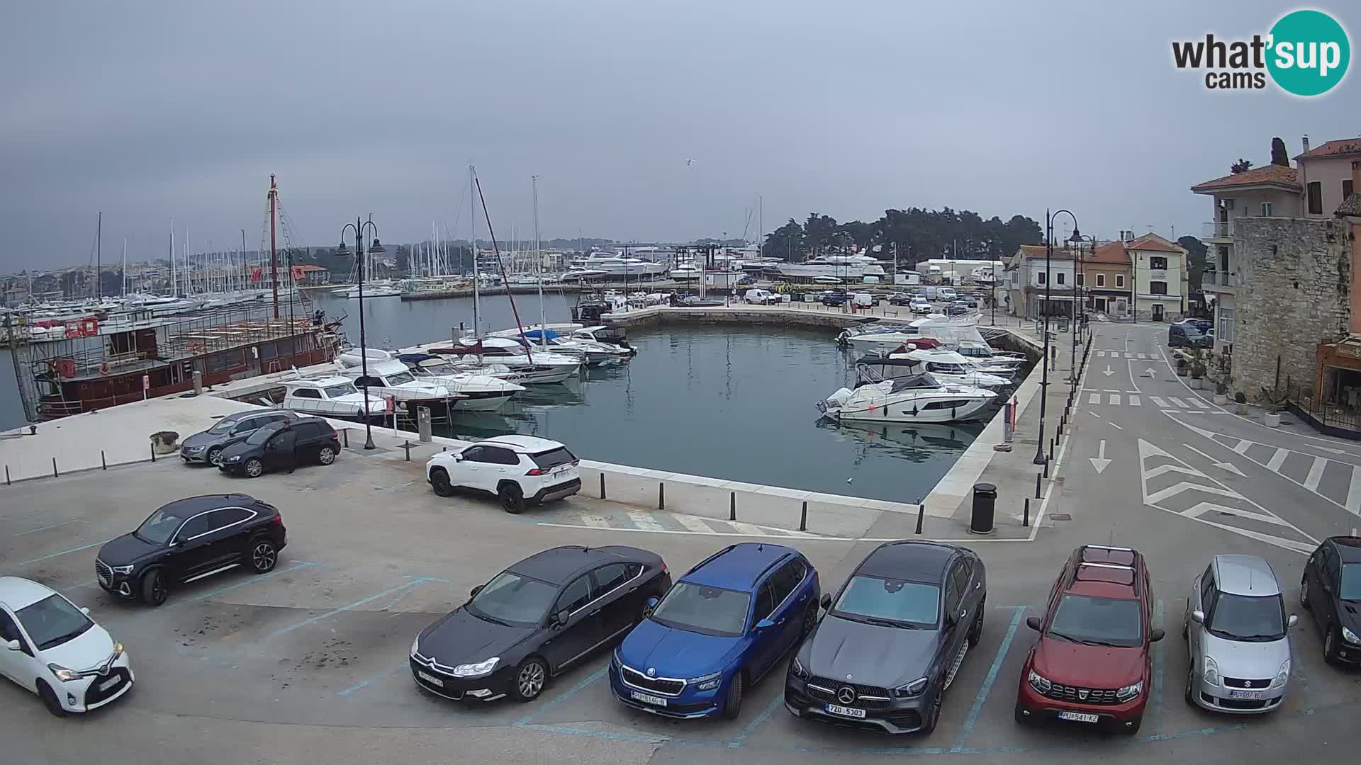 Novigrad | Porporela marina