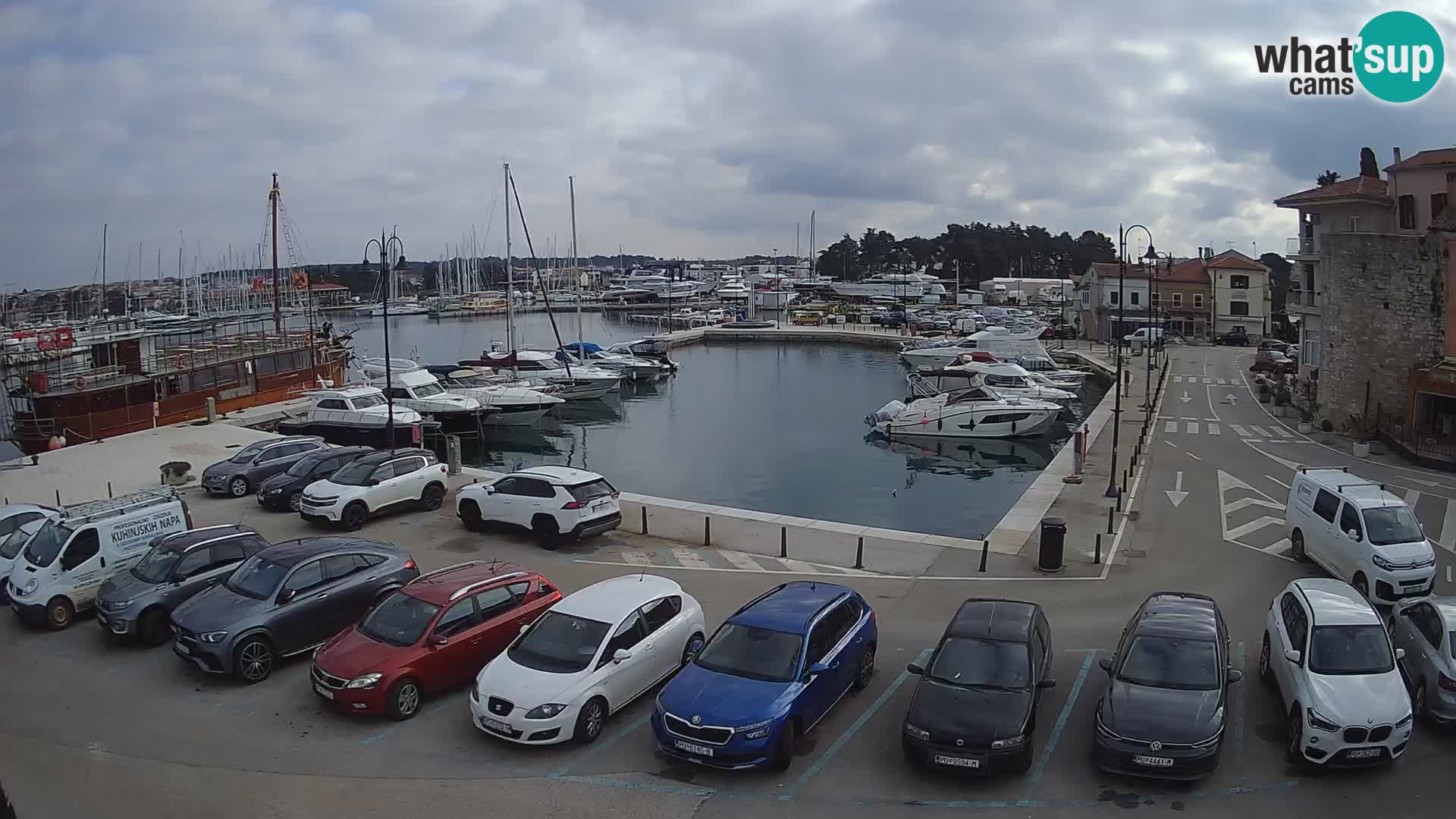 Novigrad | Porporela marina