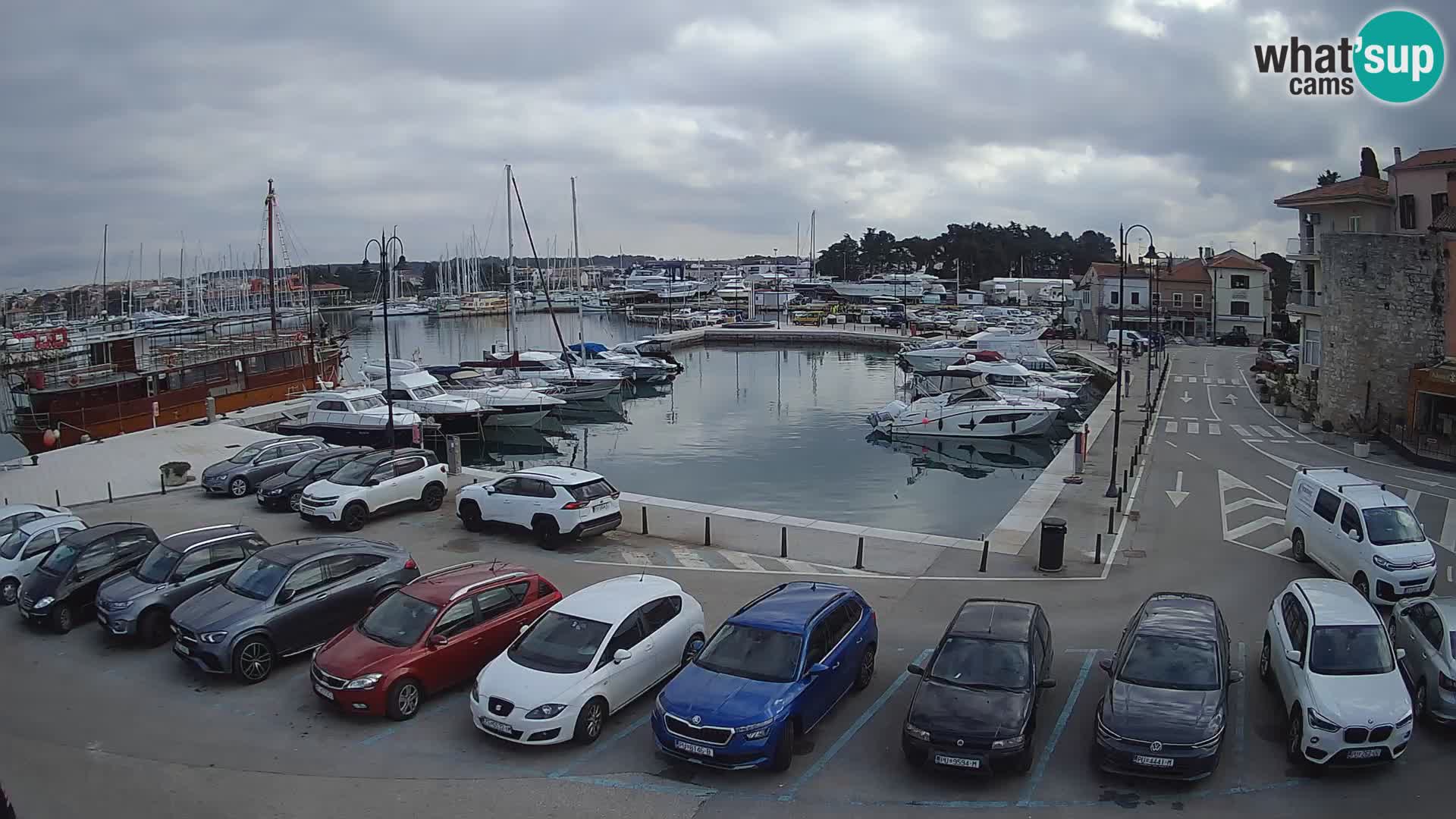 Novigrad | Porporela marina