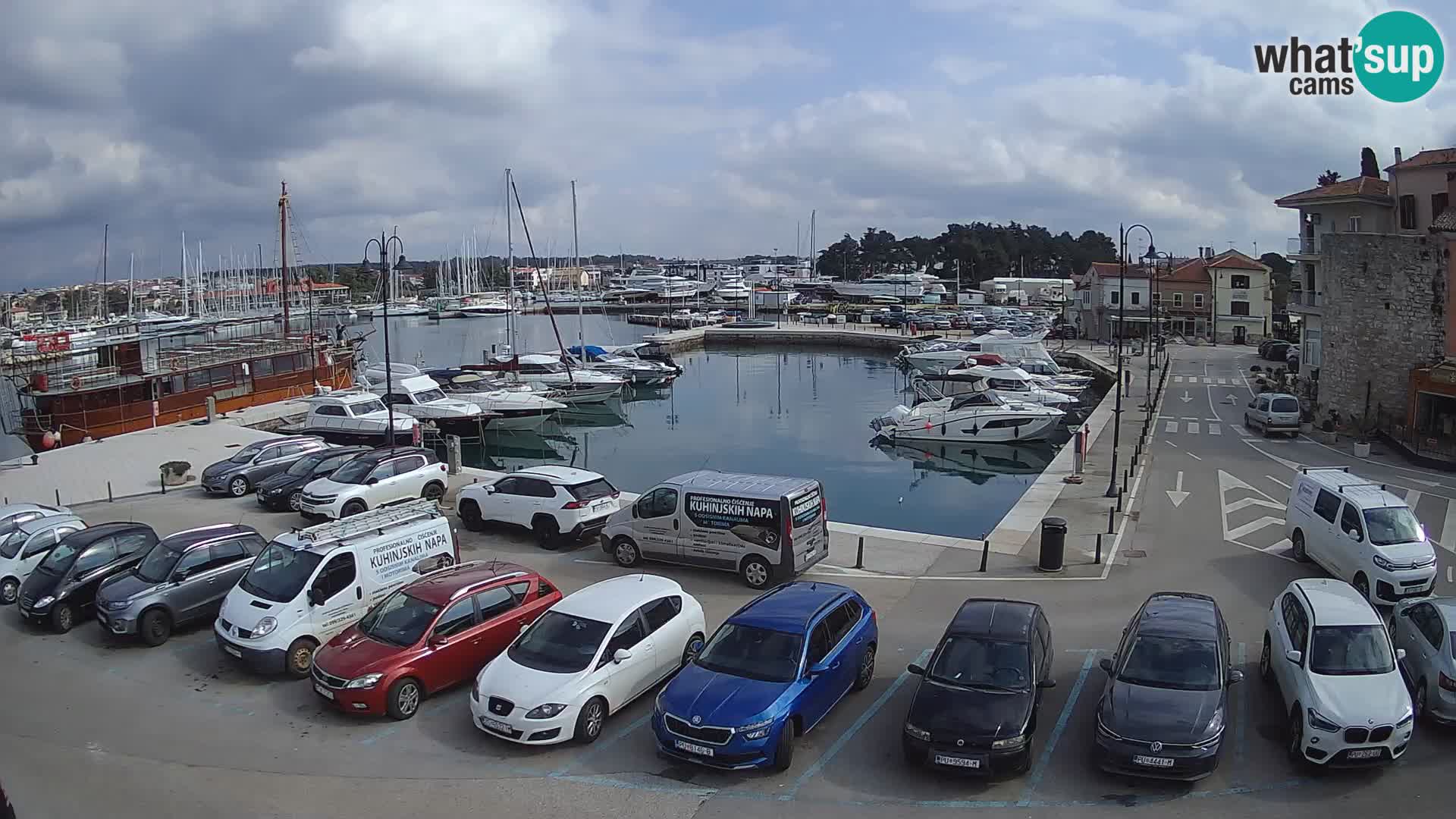 Novigrad | Porporela marina