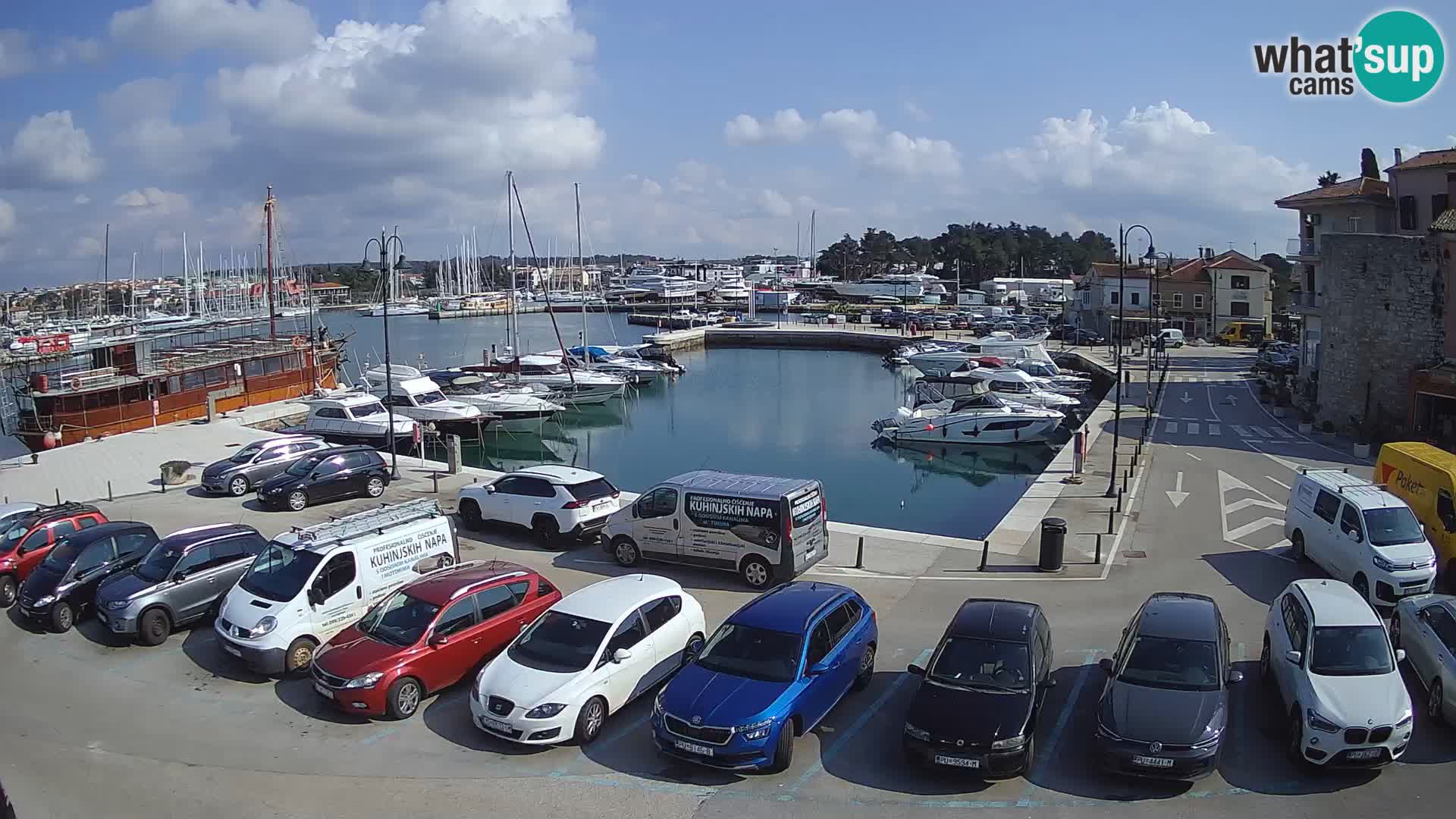 Novigrad | Porporela marina