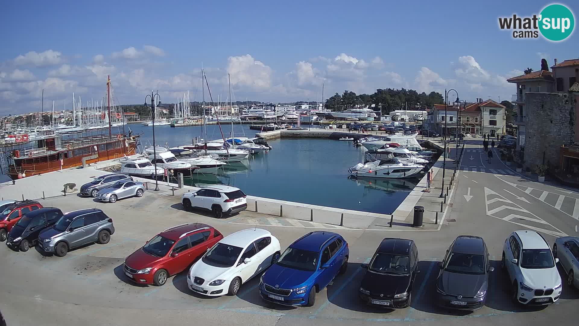 Novigrad | Porporela marina