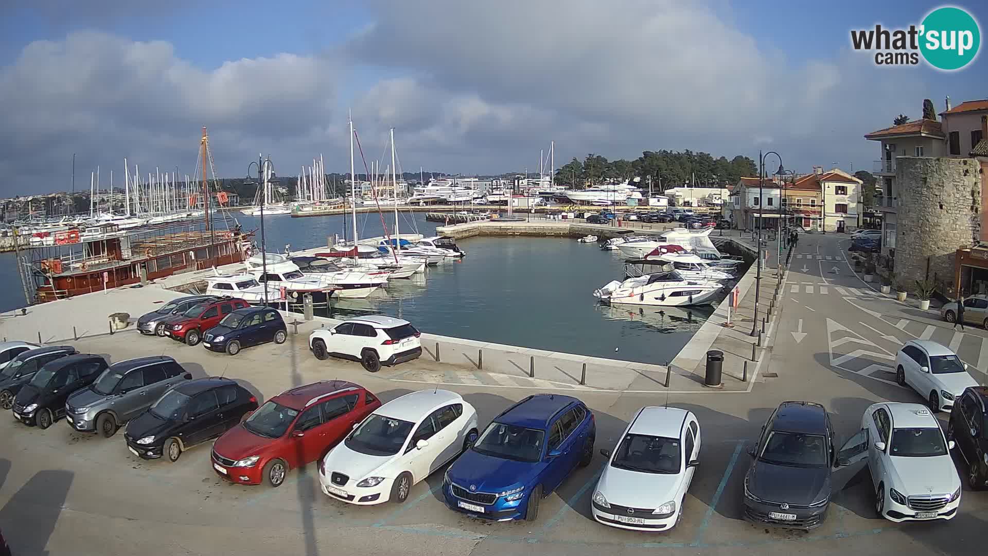 Novigrad | Porporela marina